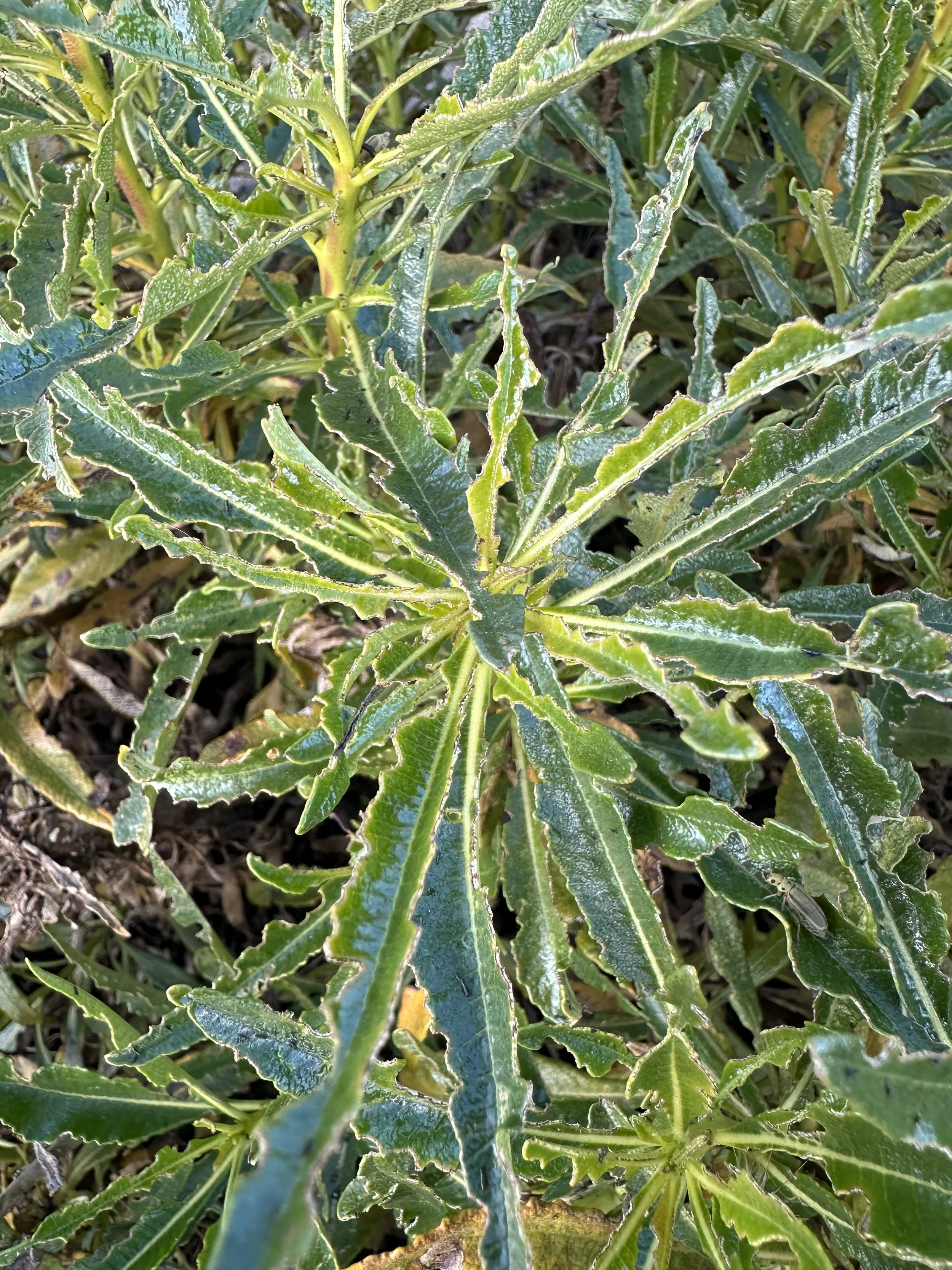 Insect eaten Yerba Santa.