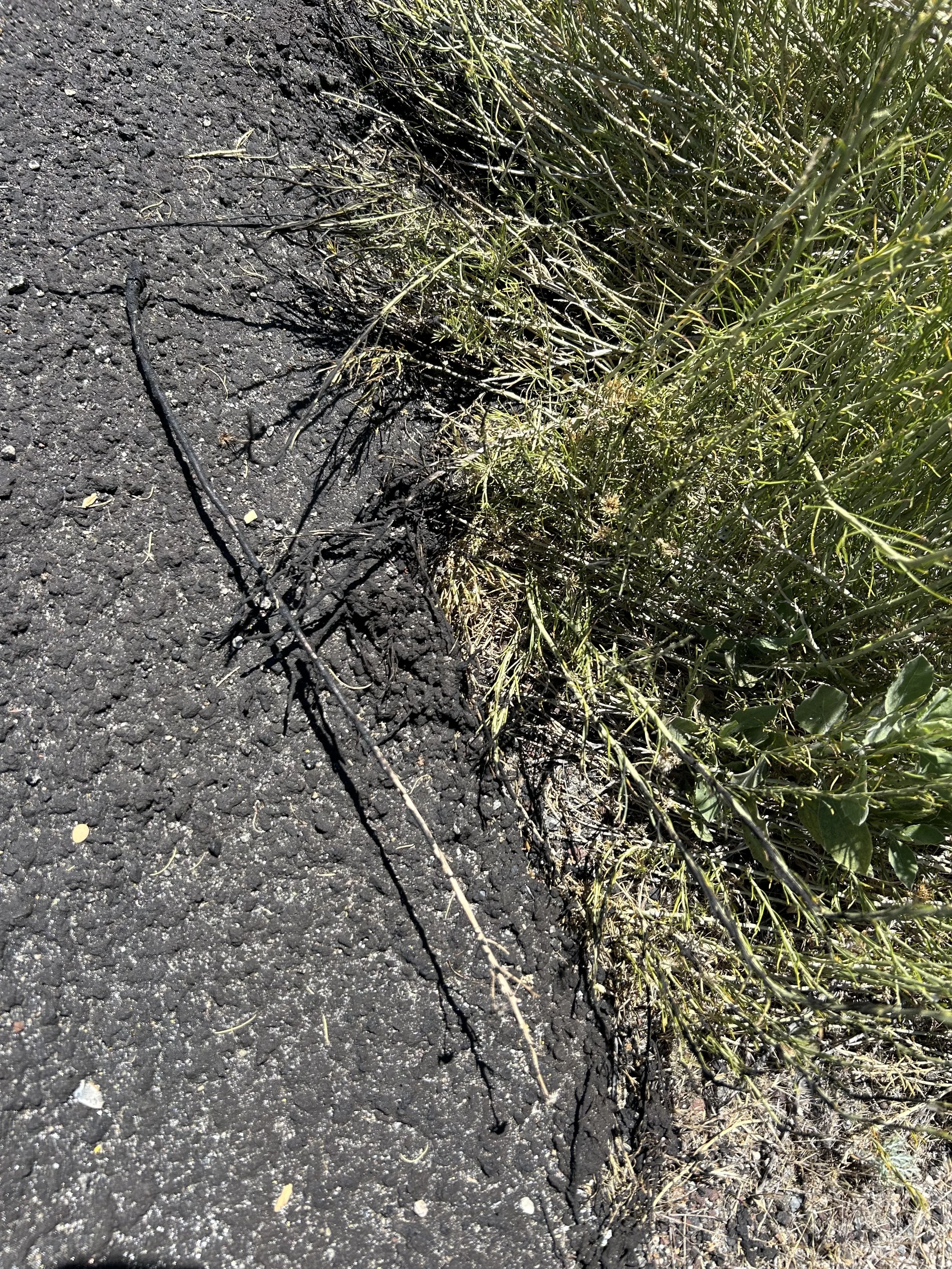 Chaparral interacting with the roads fresh layer of asphalt.