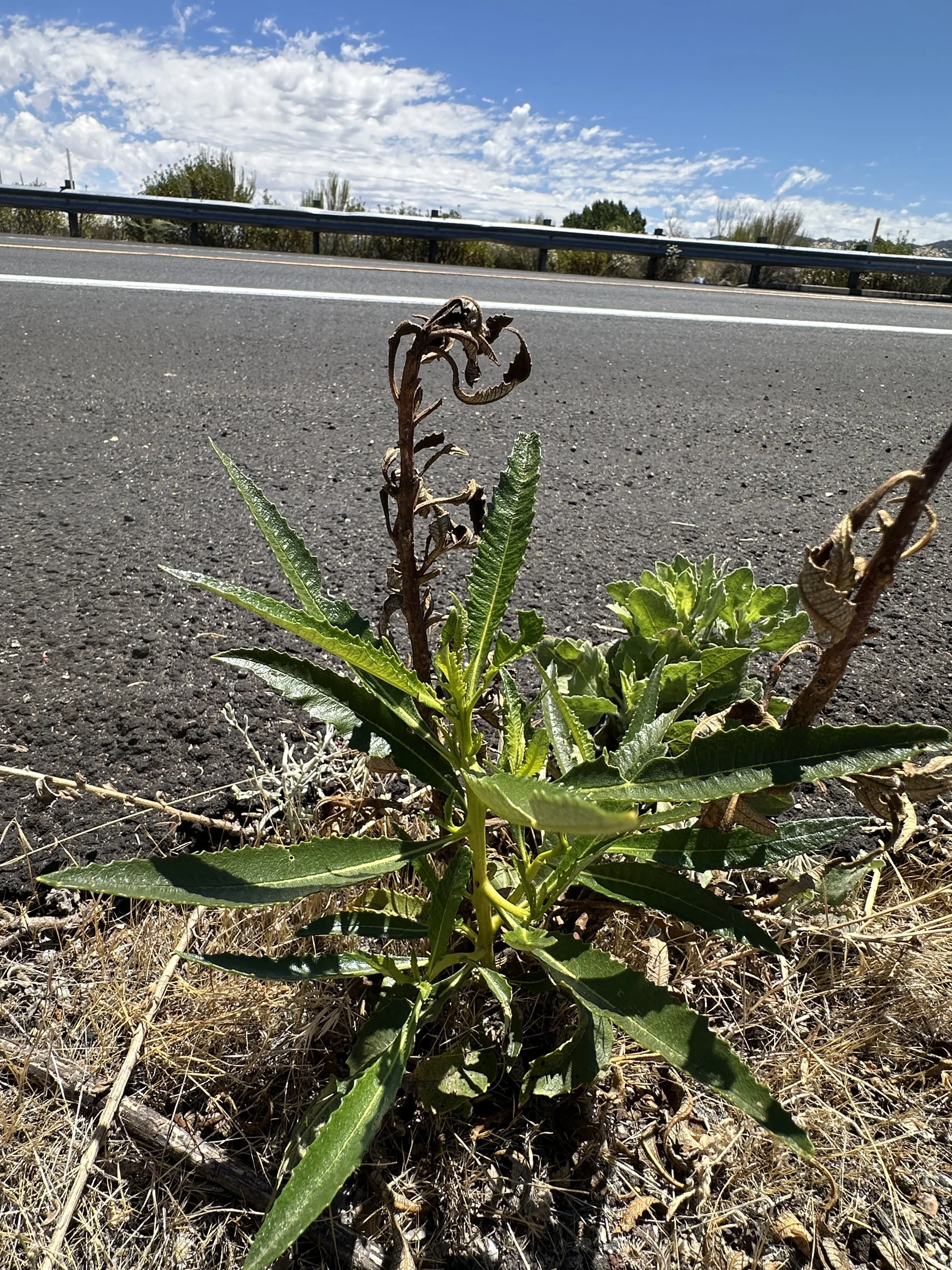 A green leafy  plant growing on the side of the road.