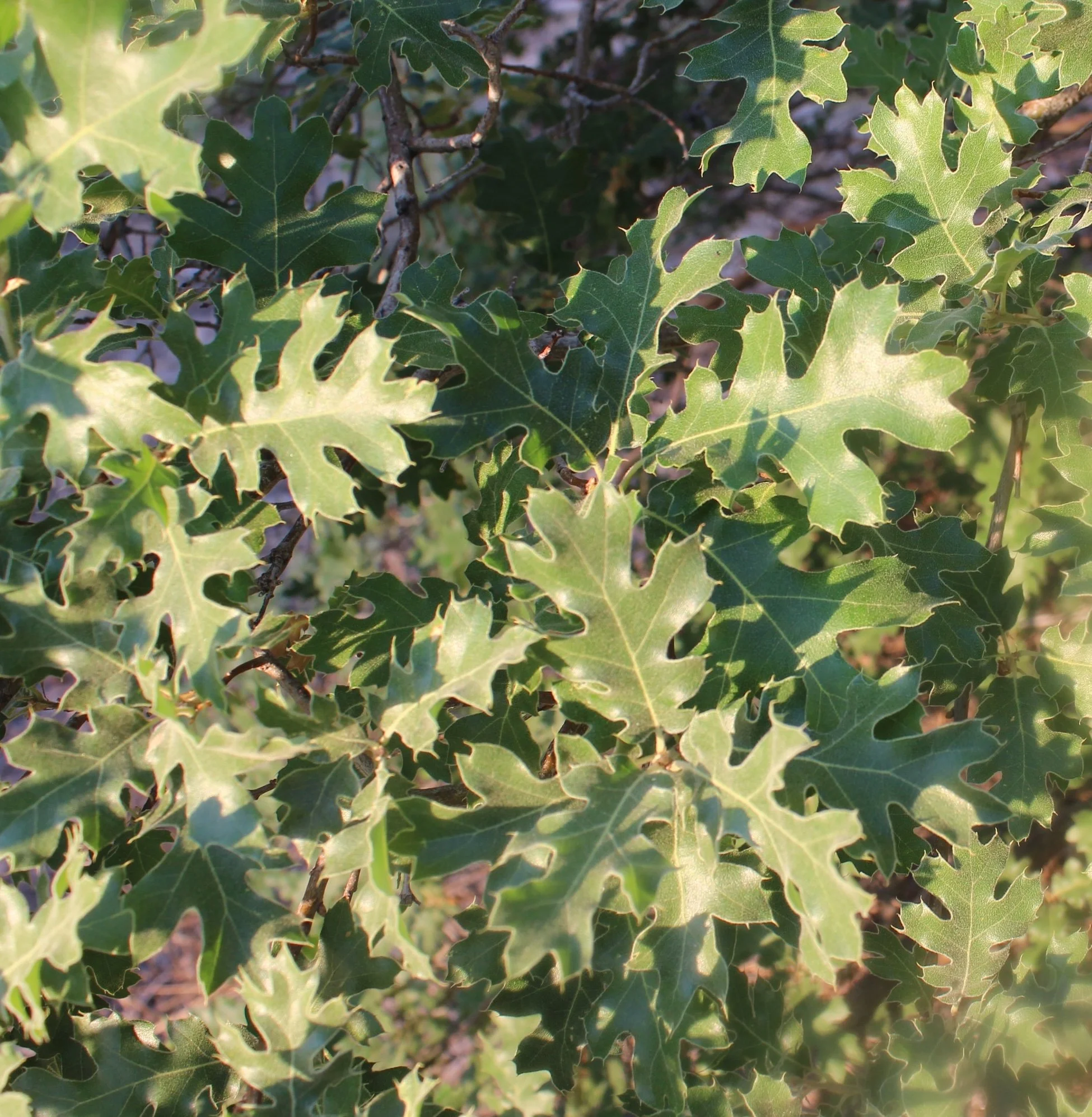 A close up of California Black Oak leaves.