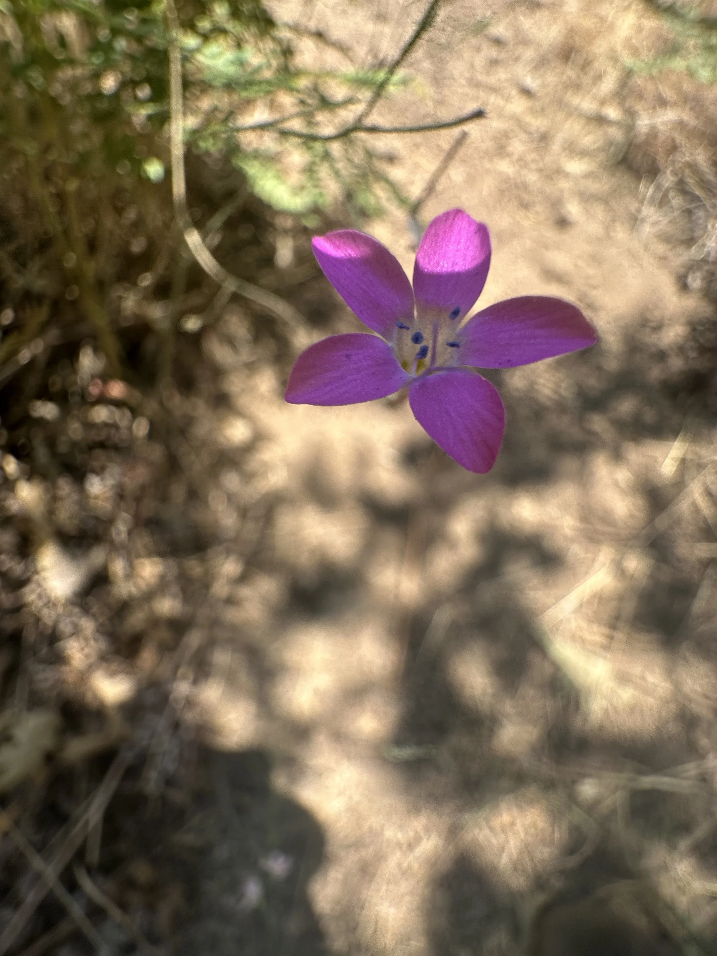 A pink purple hued flower in a dirt and foliage.