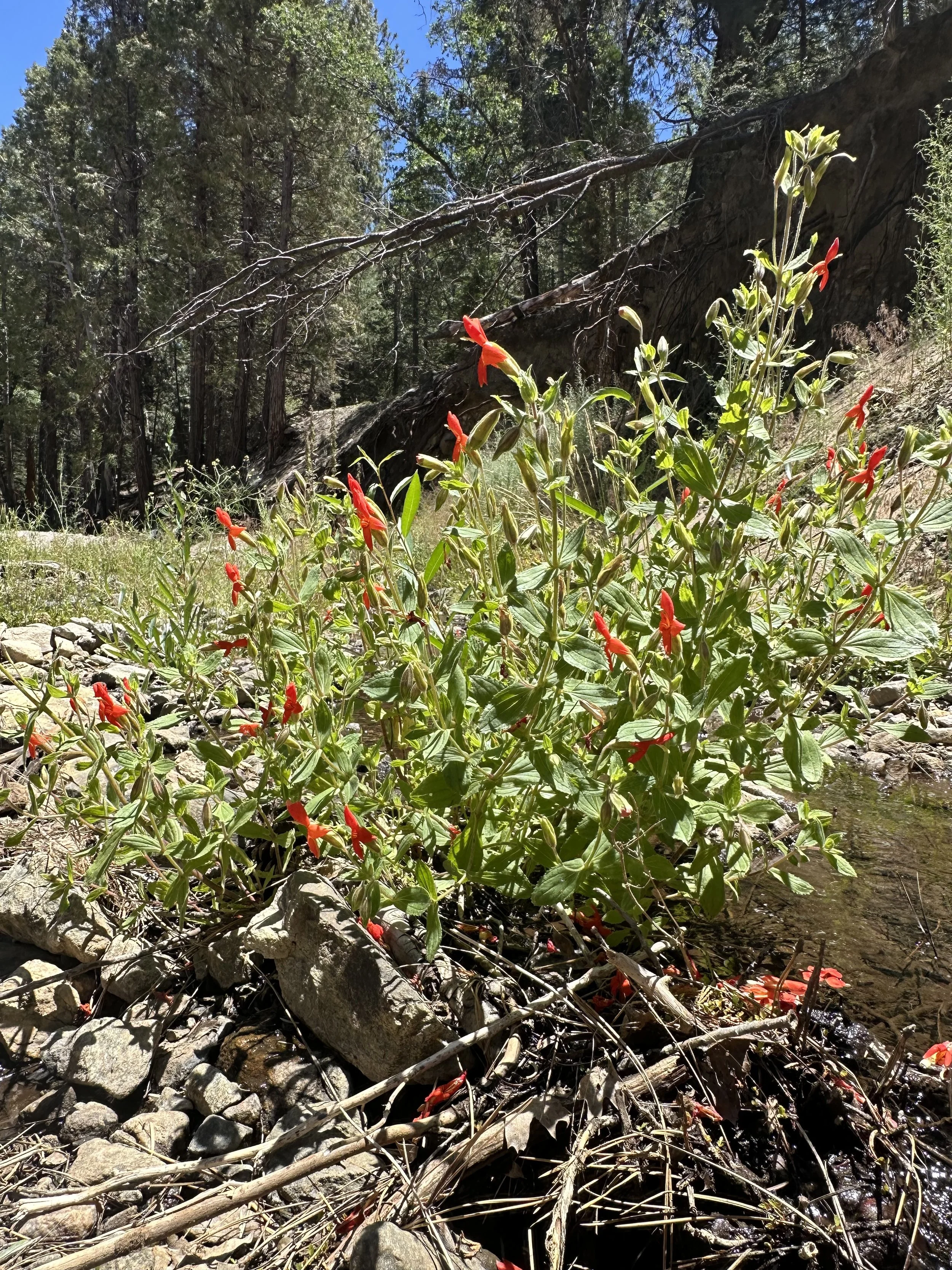 A red orange flower growing out of dirt and rocks.