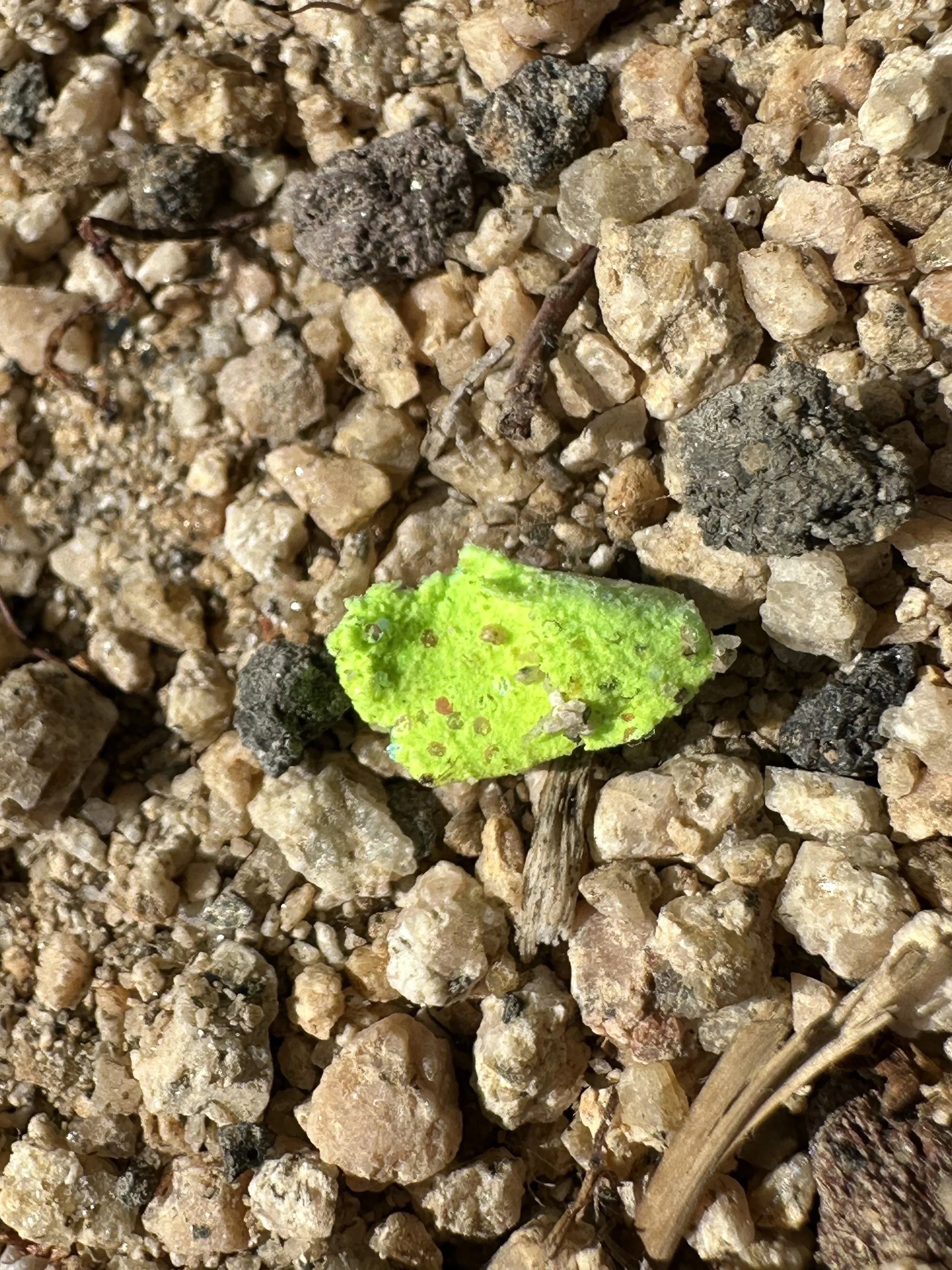 a bright green fishing lure in the lake shore foliage.