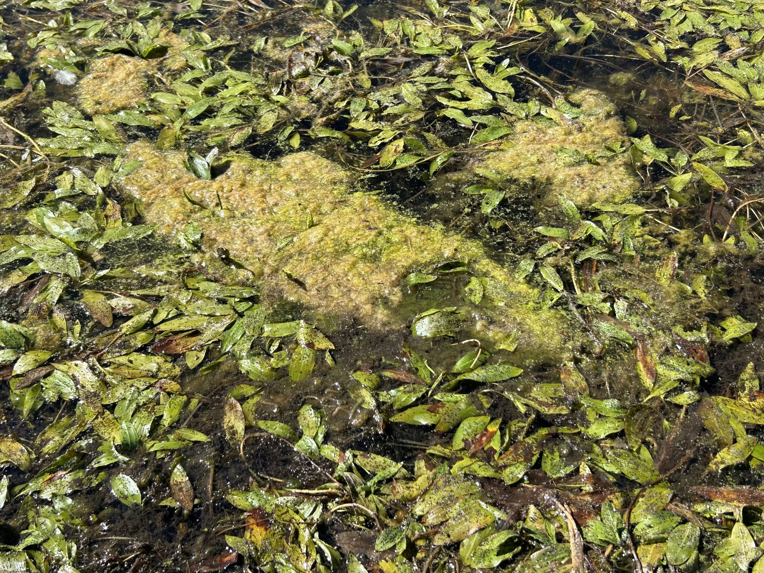 A close up of green moss and leaves in a lake known as Longleaf Pondweed.