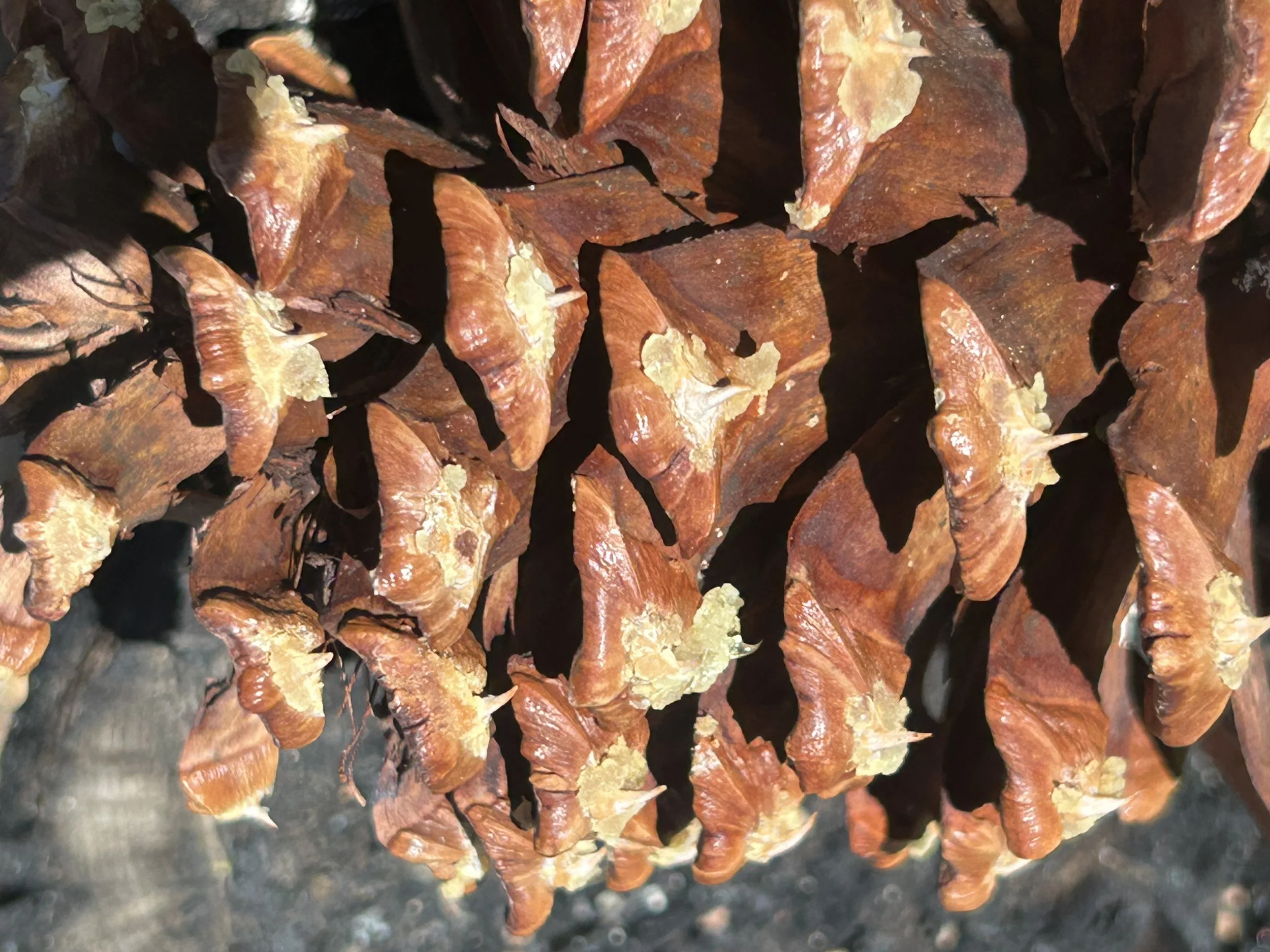 A close up of pine sap on a pine cone.