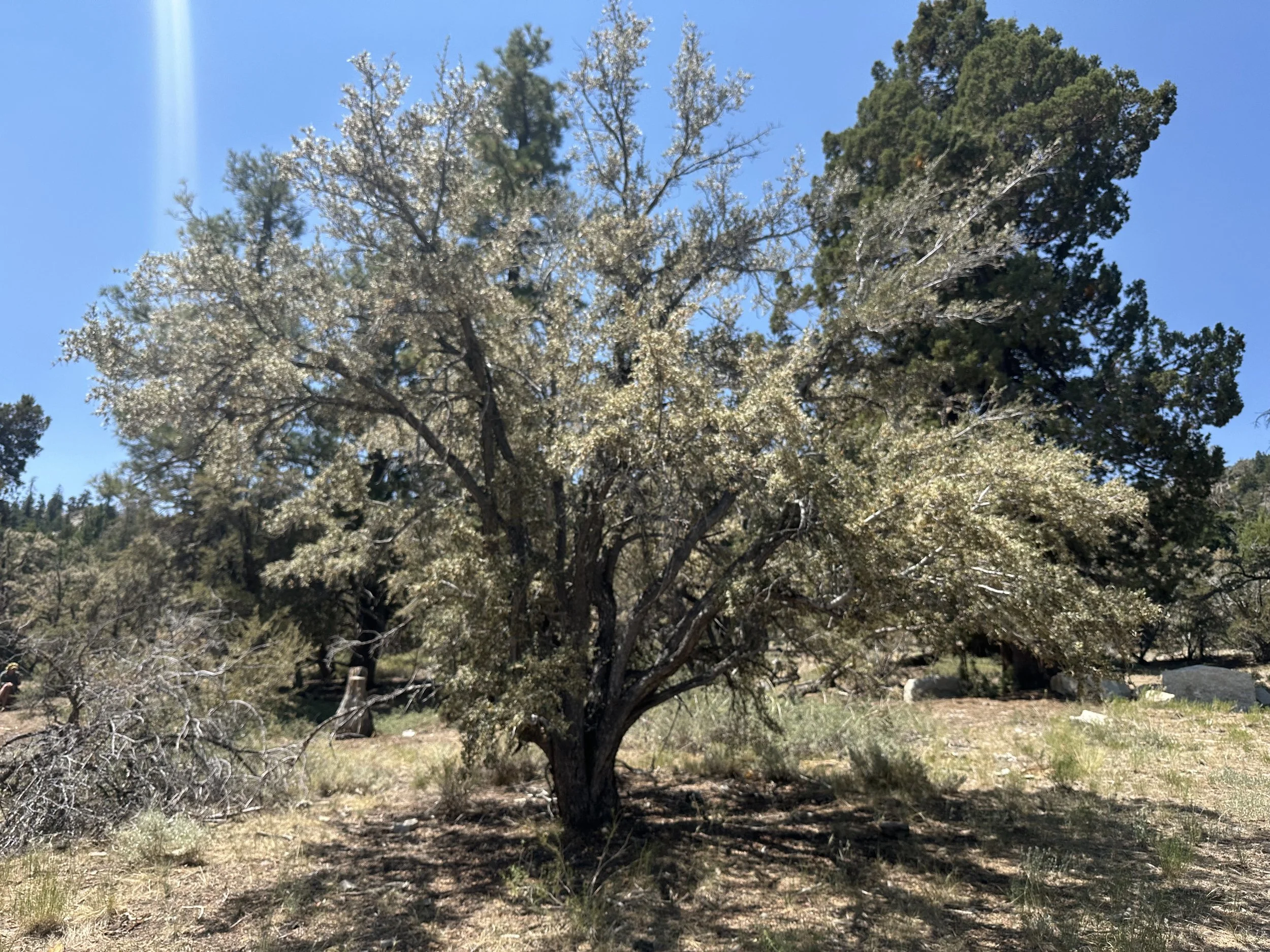 A large Mountain Mahogany tree is fully visible in the landscape.