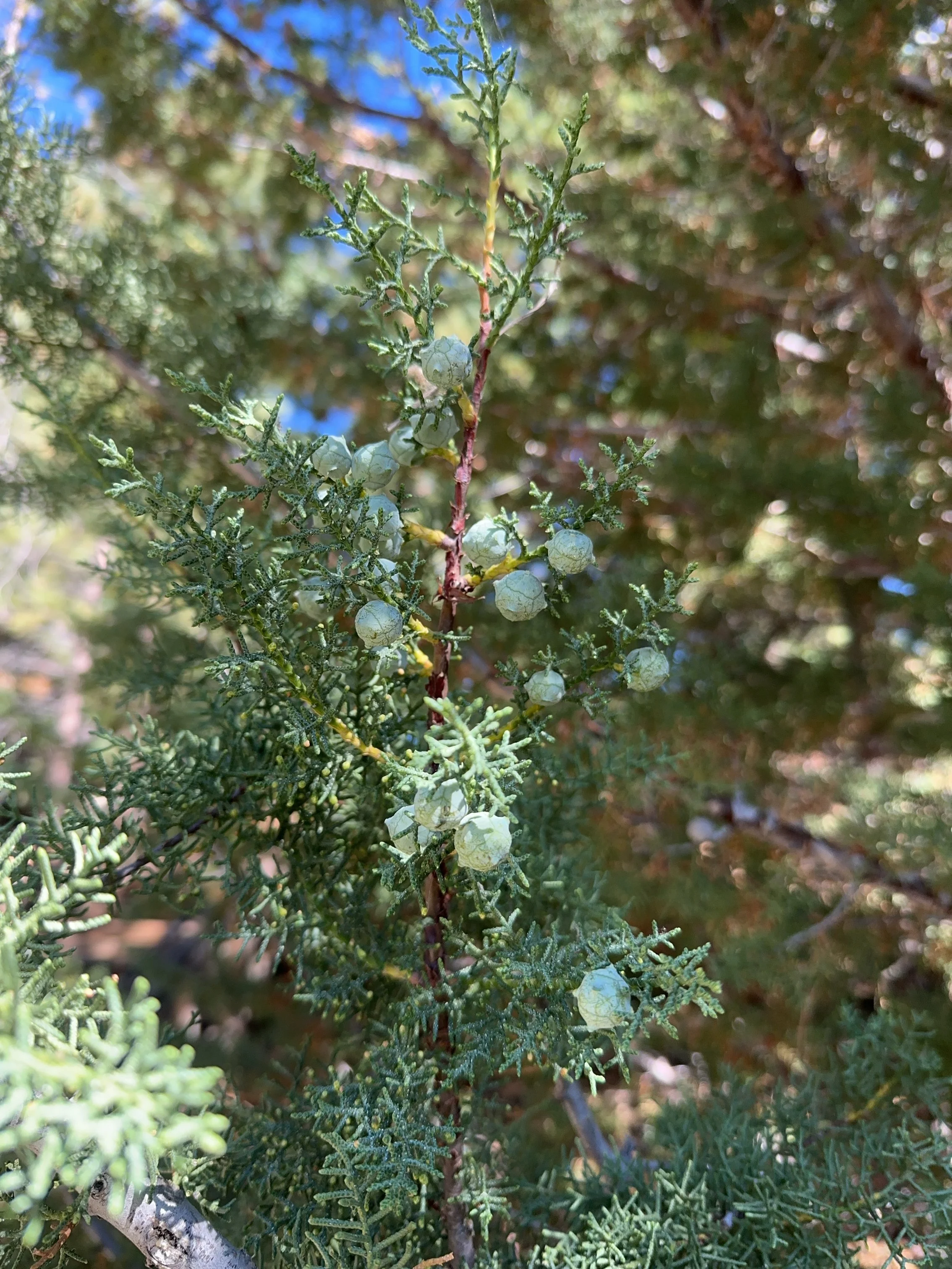 A close up of a the berries of an Arizona Cypress.