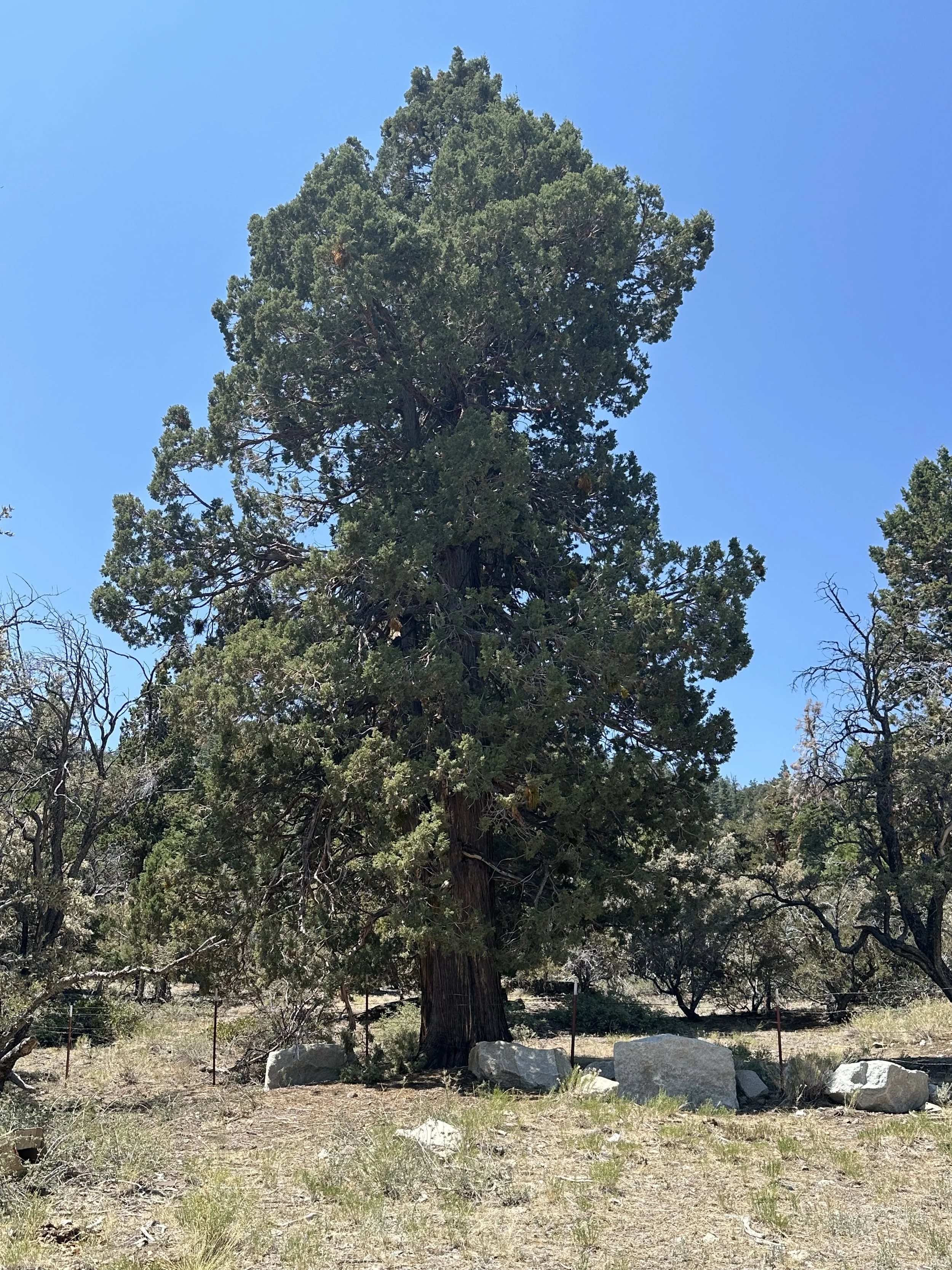 A large Sierra Juniper in the landscape with a bright blue day sky.