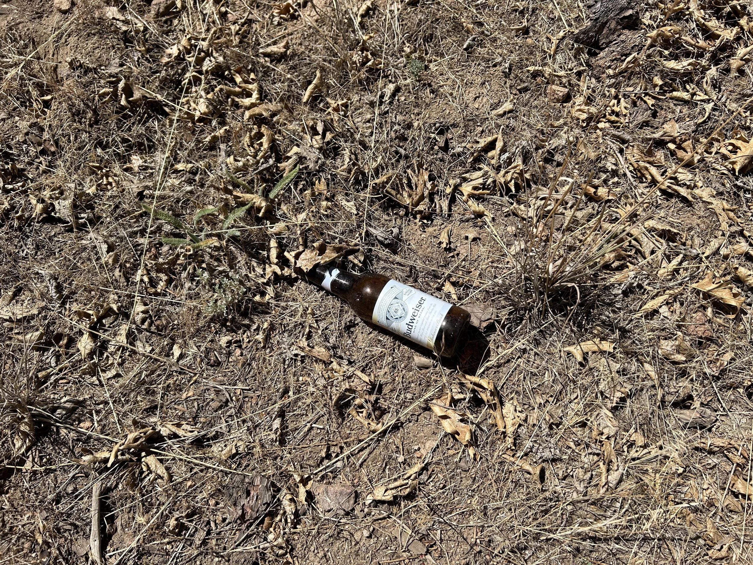 Budweiser bottle on gravel.