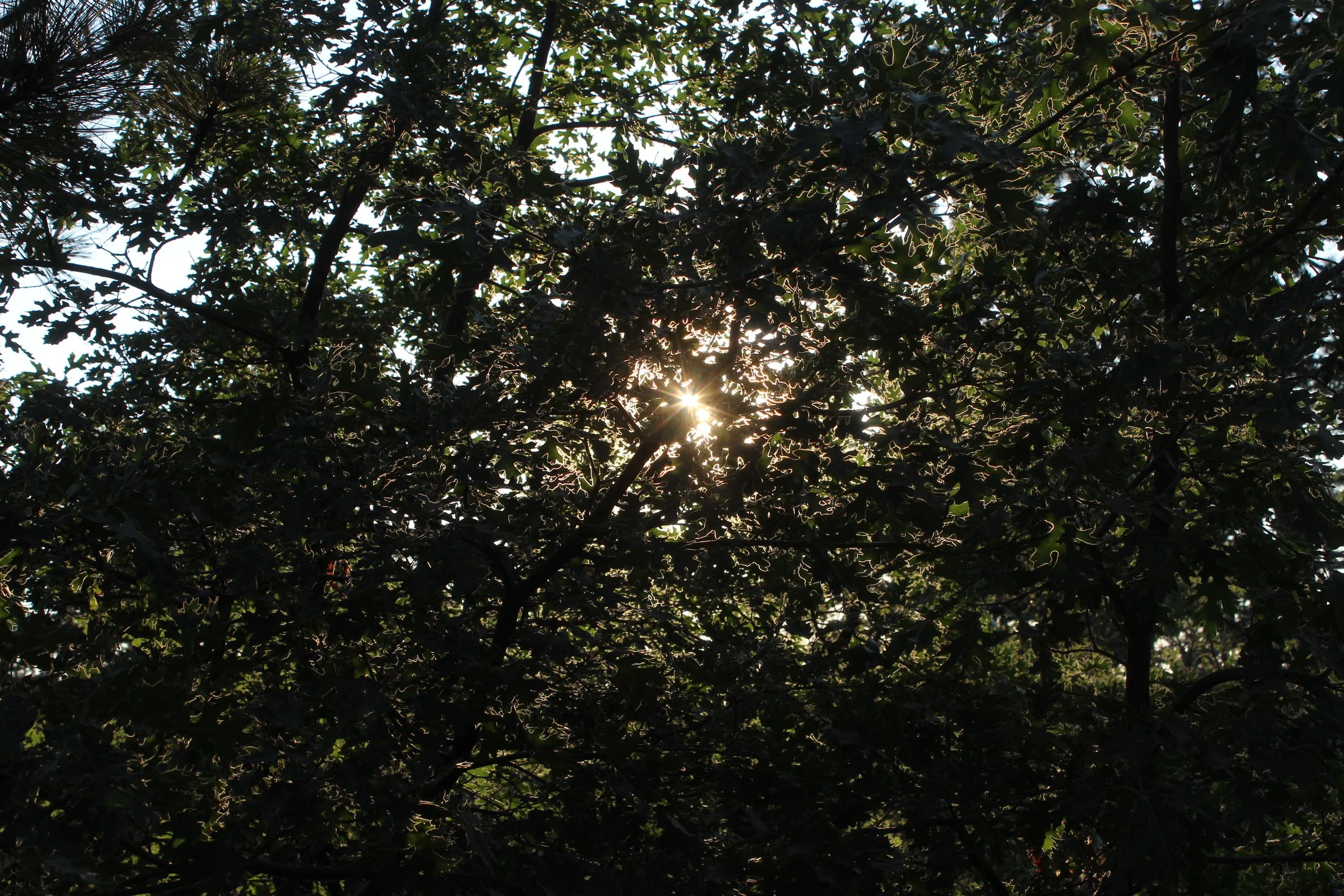A California Black Oak seen darkly covering the whole image against a bright lit sky.