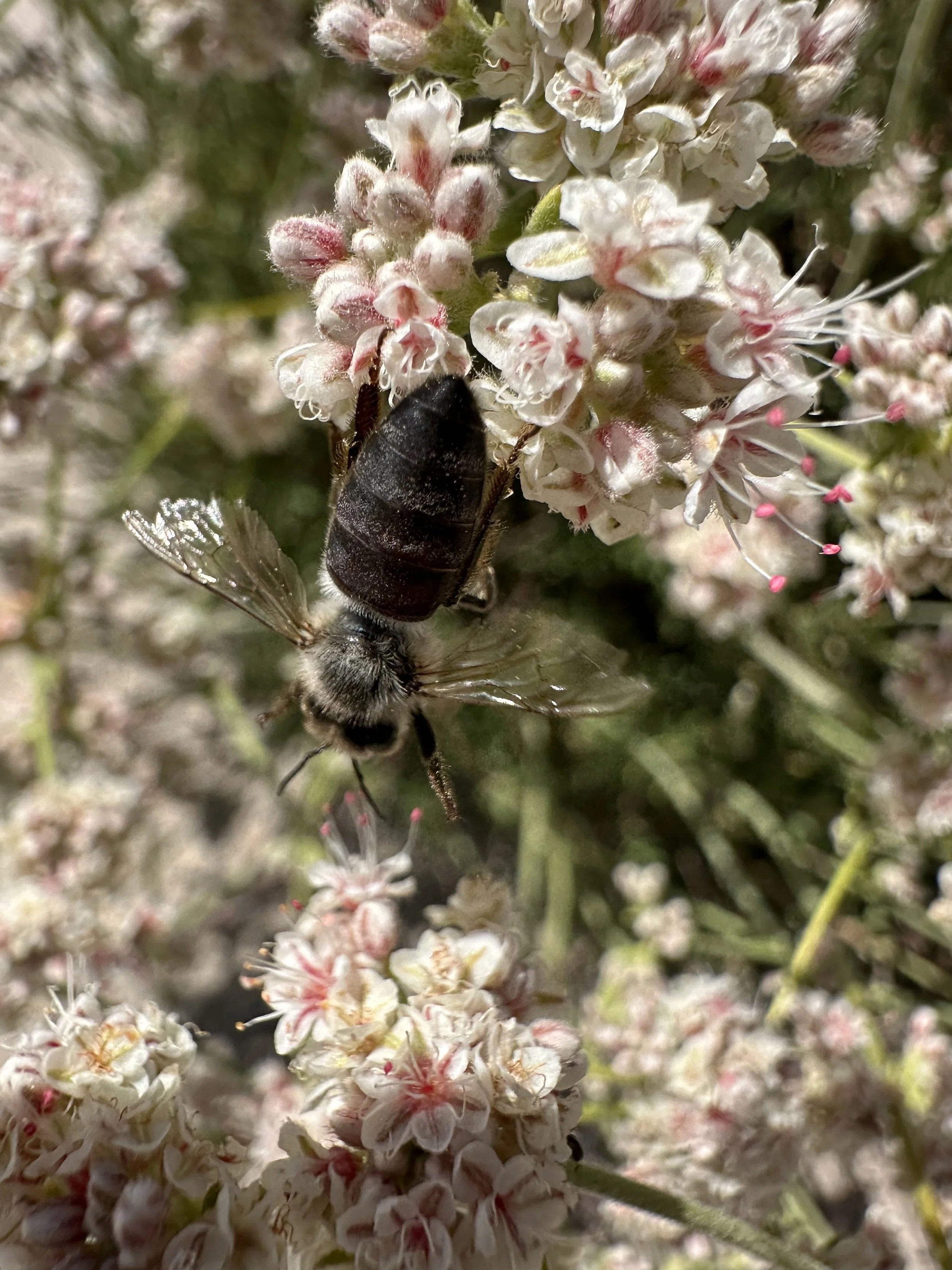 A Black honeybee on California Buckwheat.