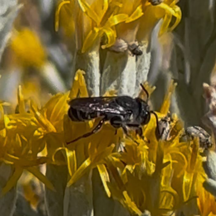 A small bee sits on a yellow flower.