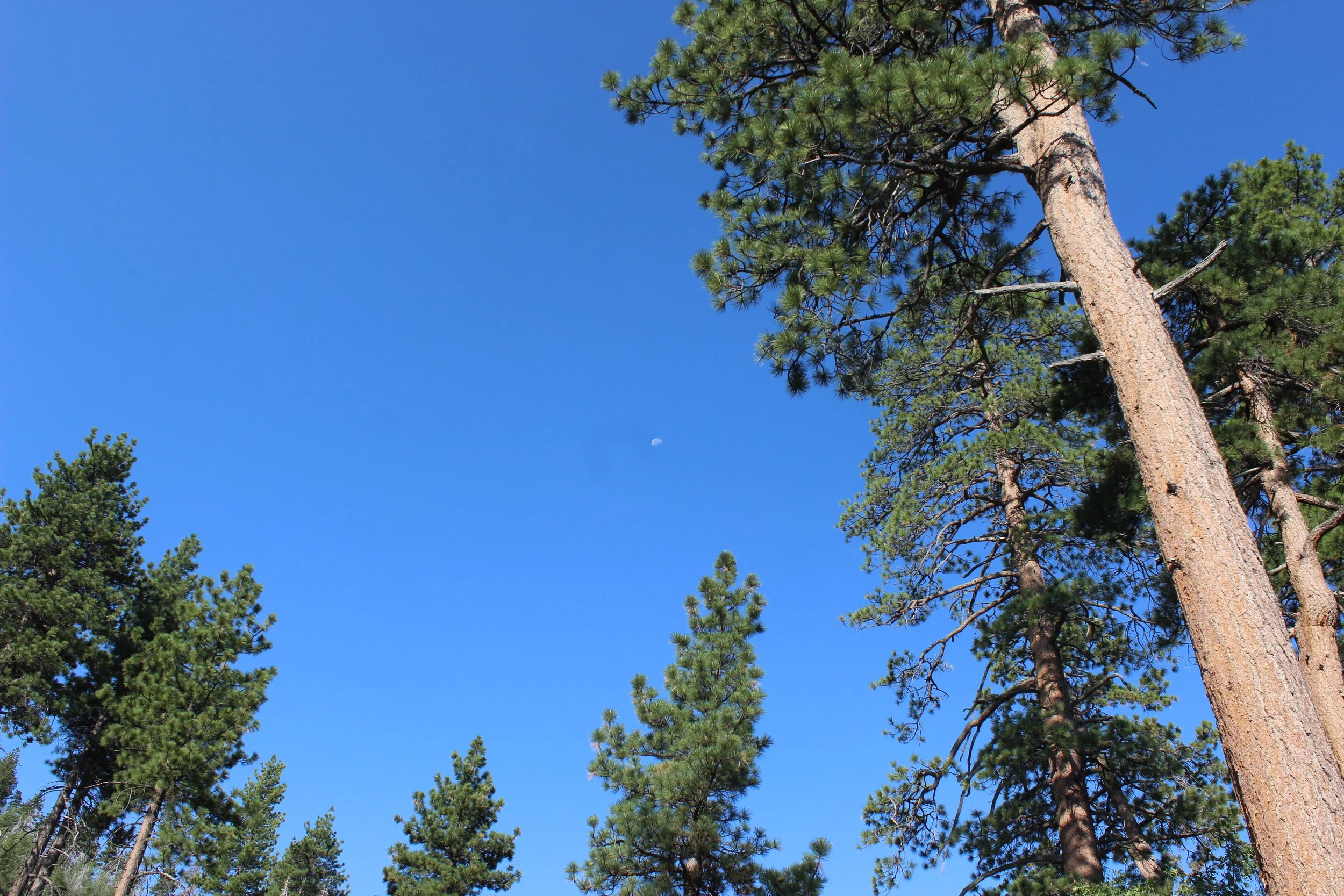 Looking up at the clear morning blue sky with trees surrounding a faint distant moon.