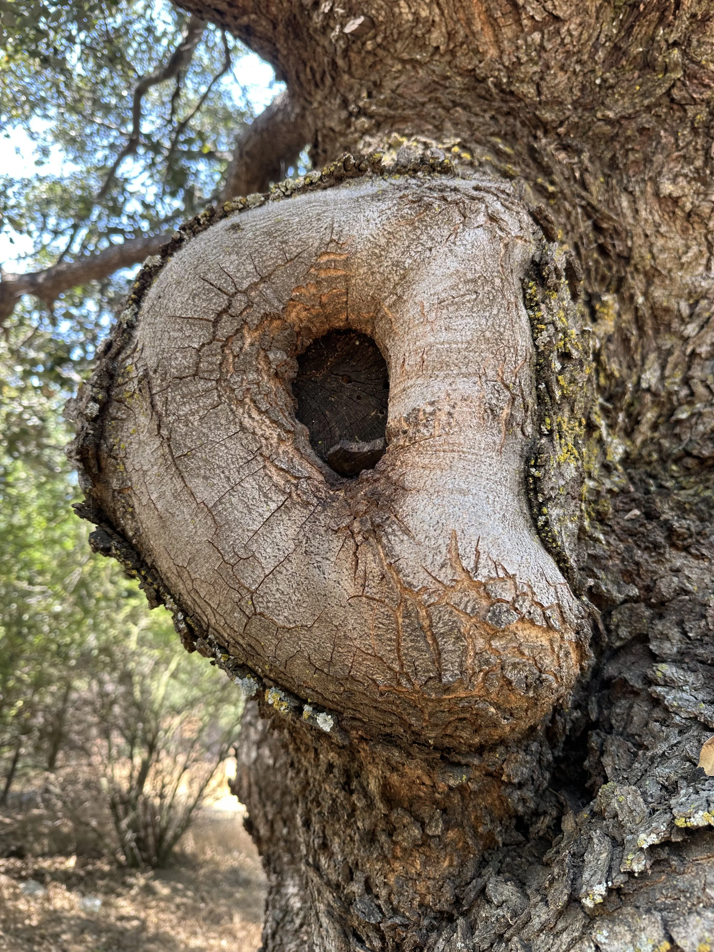 A close up of a tree's knob.