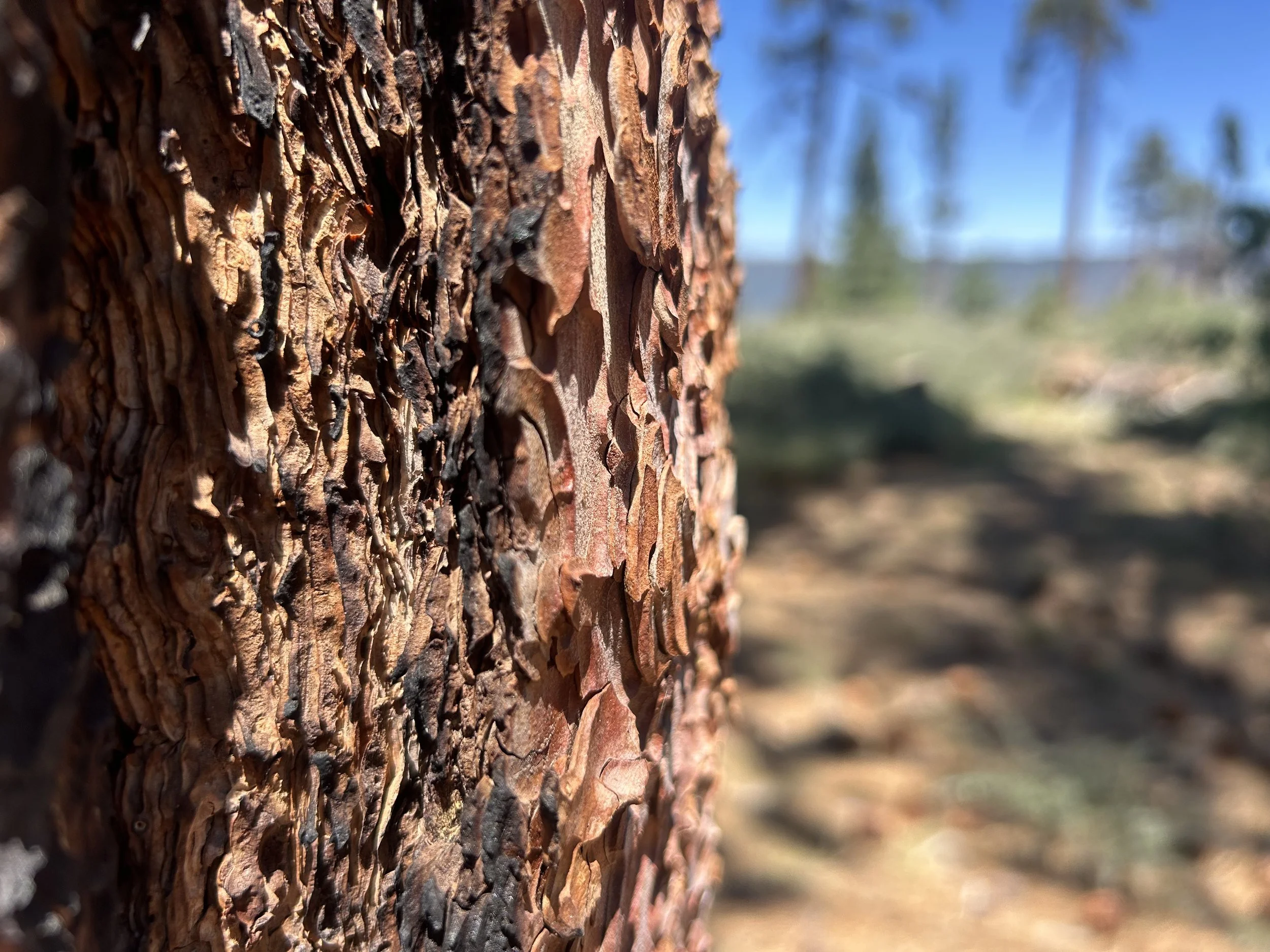 Acorn tree bark is close up with the forest blurred in the background.