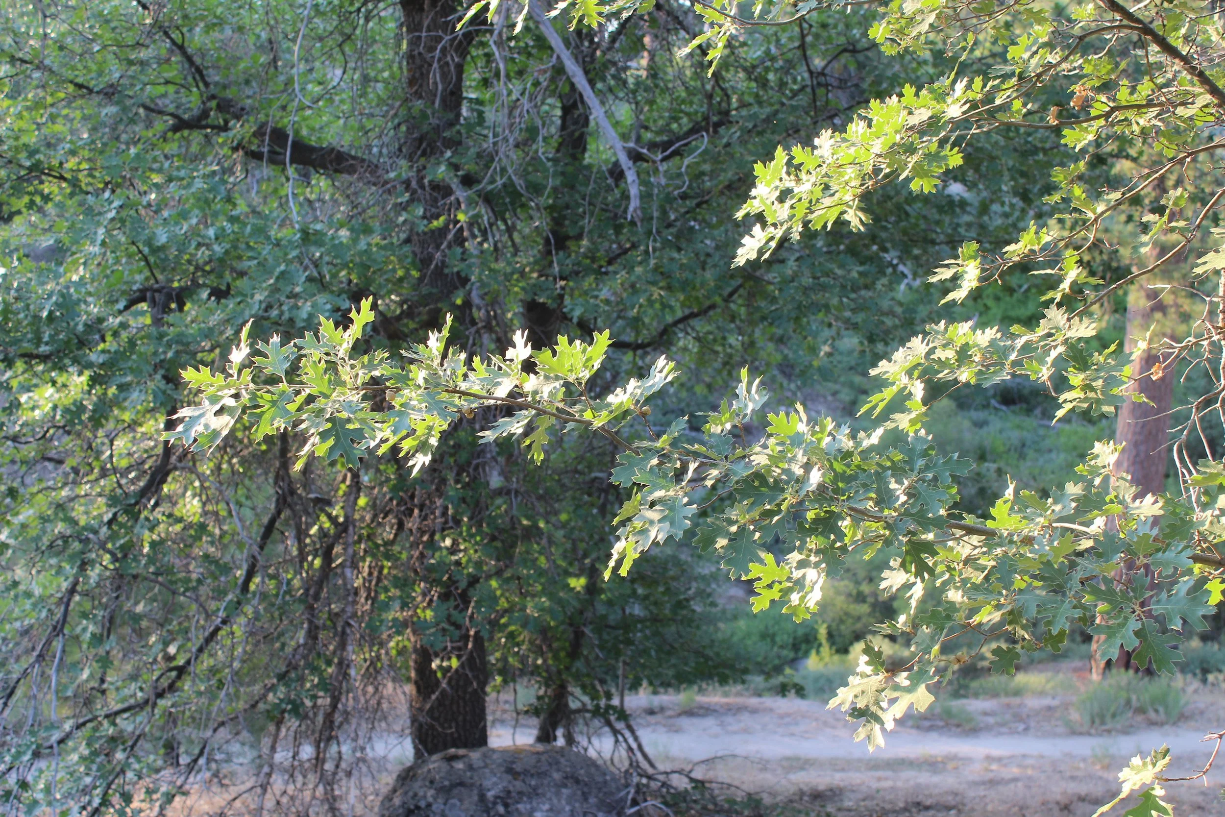 Daylight hits California Black Oak leaves.