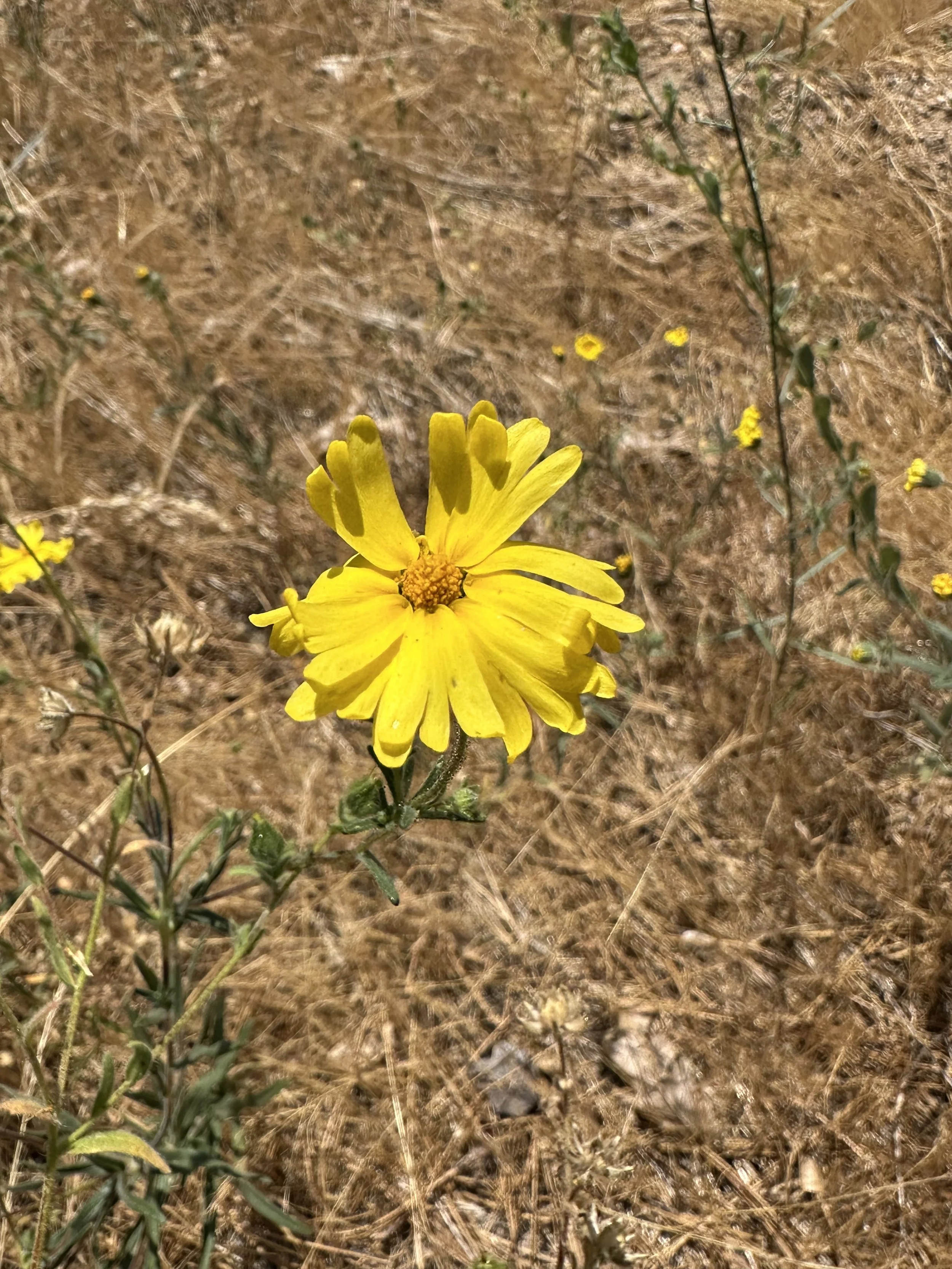 A close up of a yellow flower.