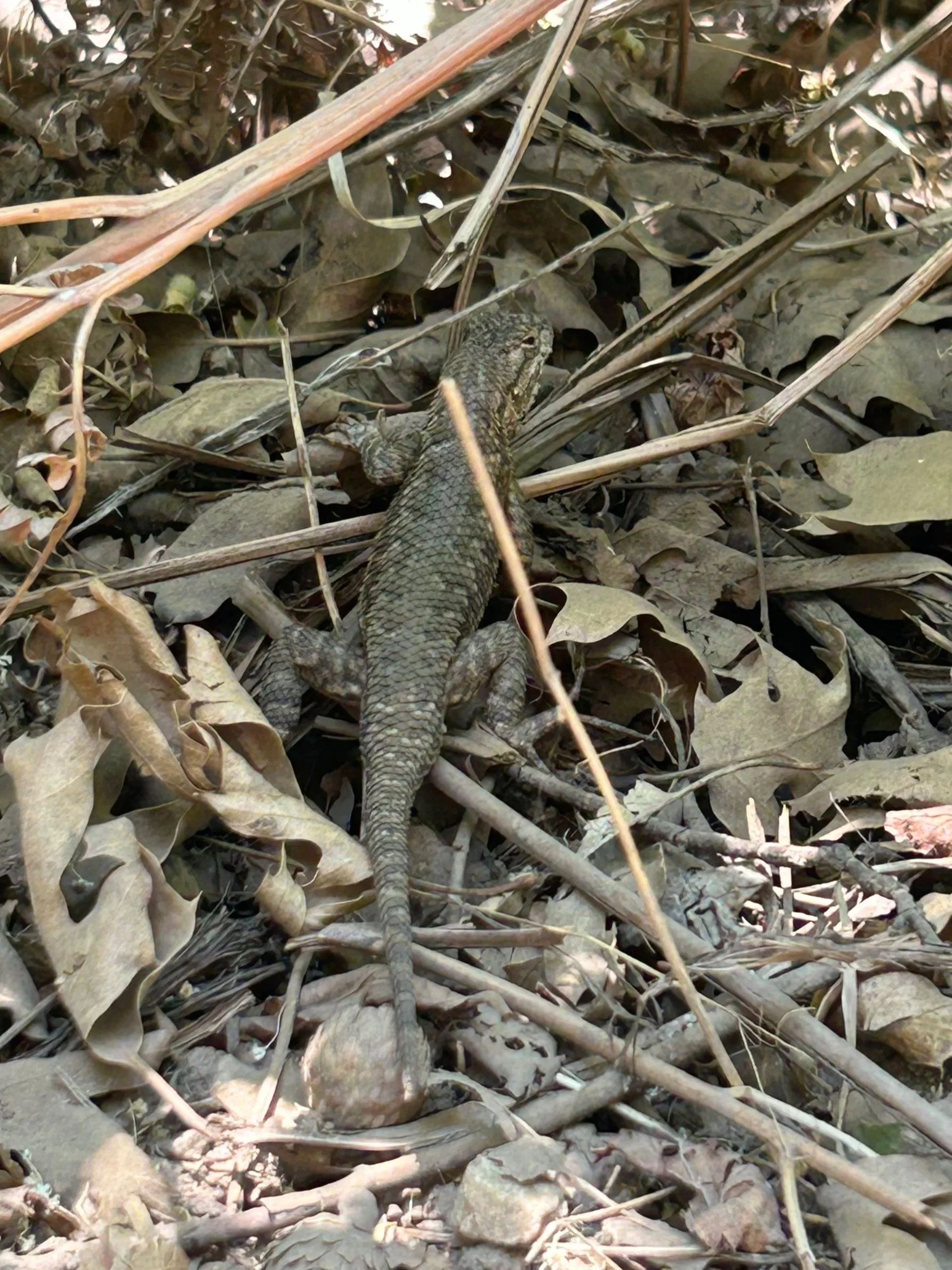 Another large western fence lizard crawling upwards on leaves and sticks.
