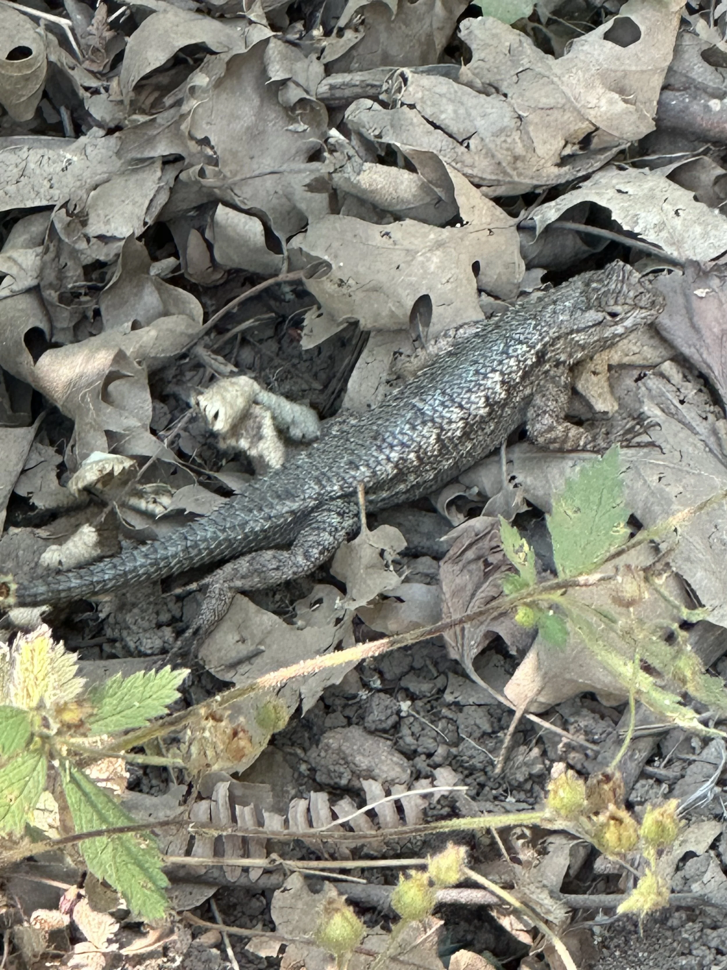 A large Western Fence Lizard crawling sideways through leaves.