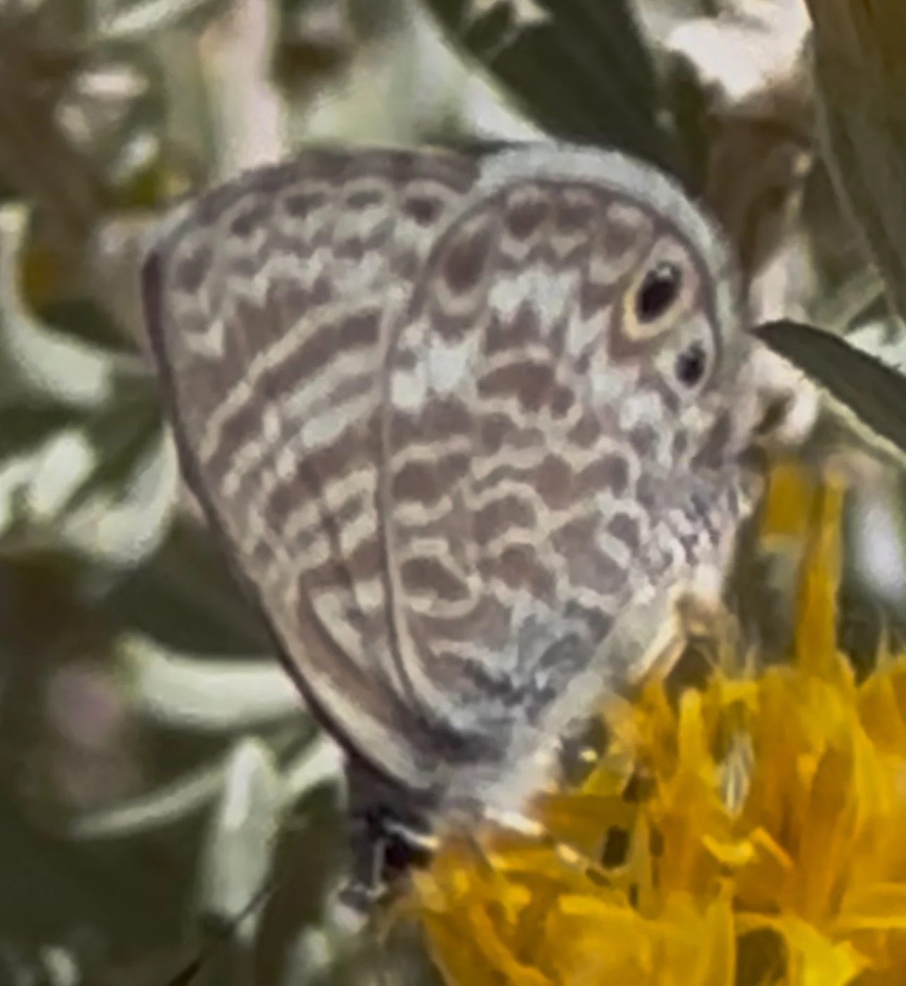 A grey large winged insect sits on a yellow flower.