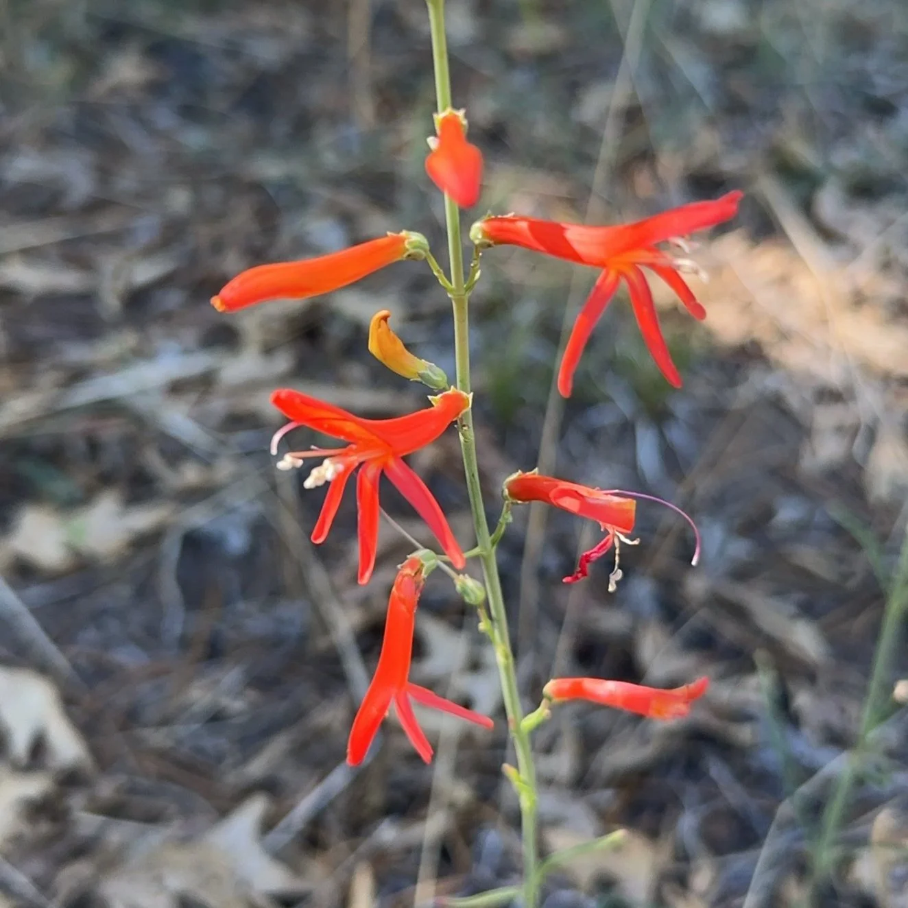 A small tulip-ed orange/red flower visibly close up.