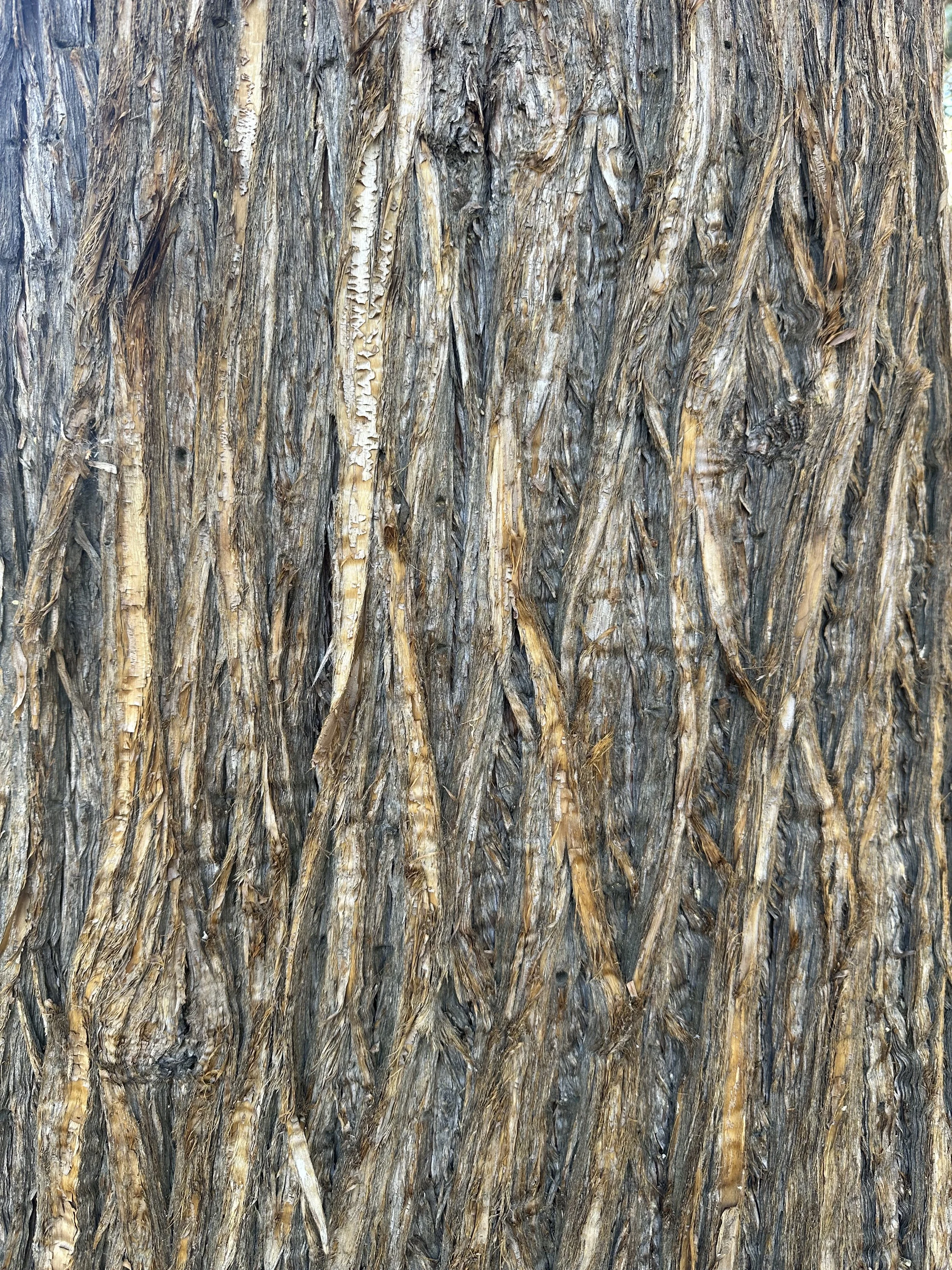 A close-up of a Sierra Juniper.