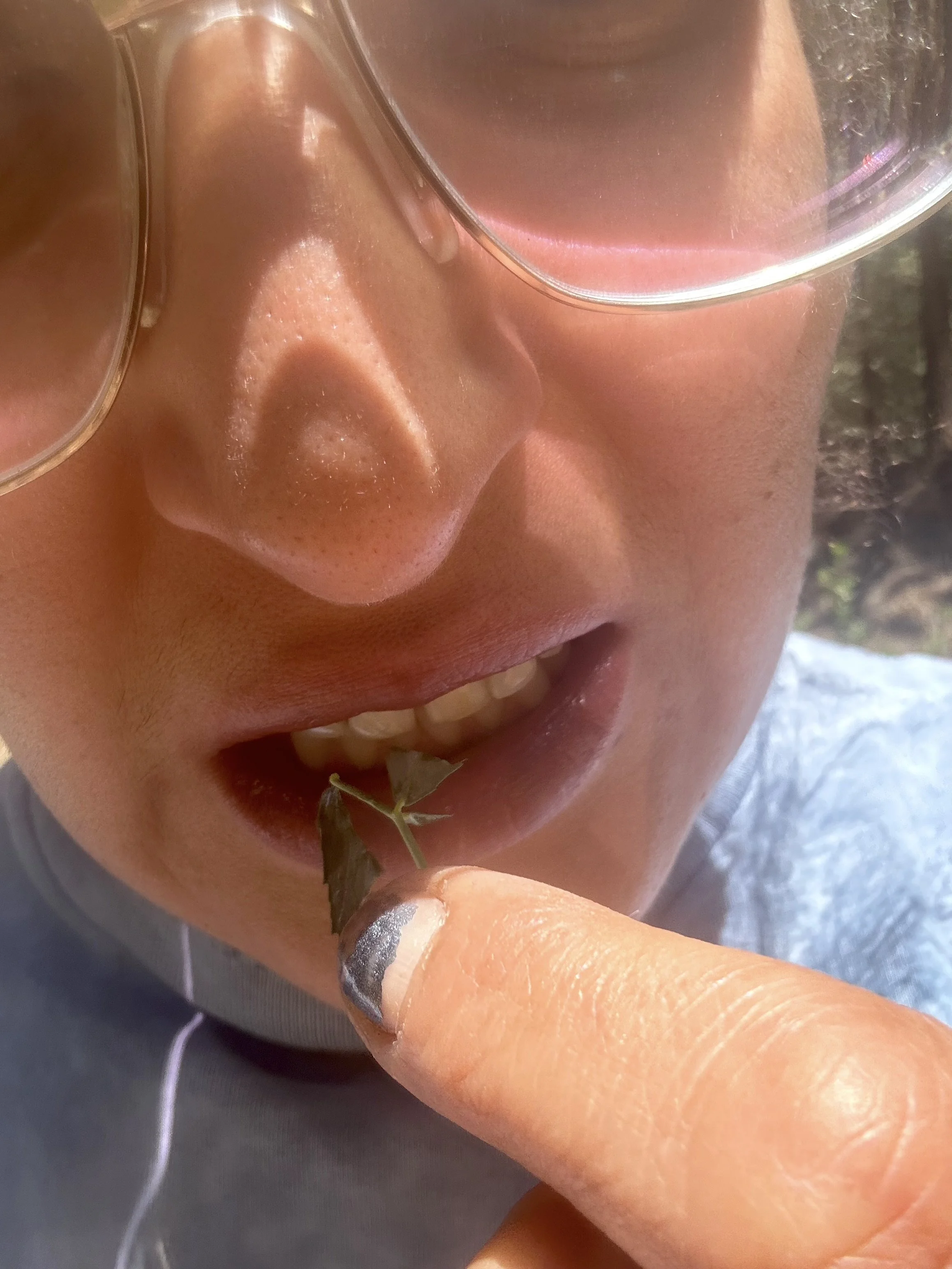 a person eating alfalfa picked off a bush.