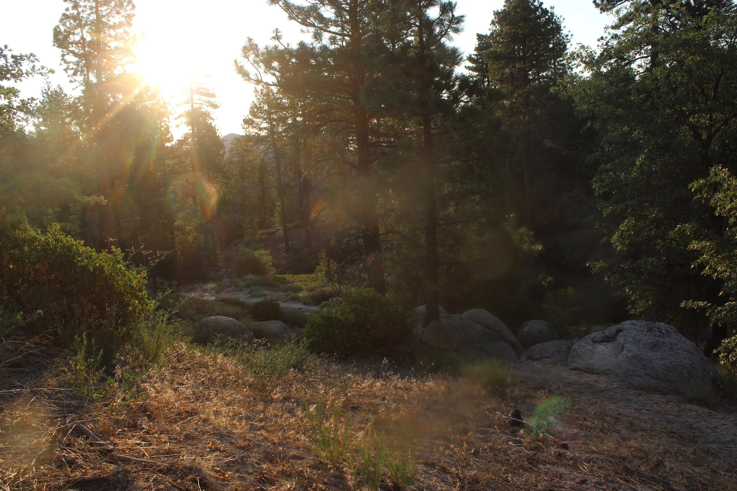 Morning light beams on to the tree, soil and rocky landscape.