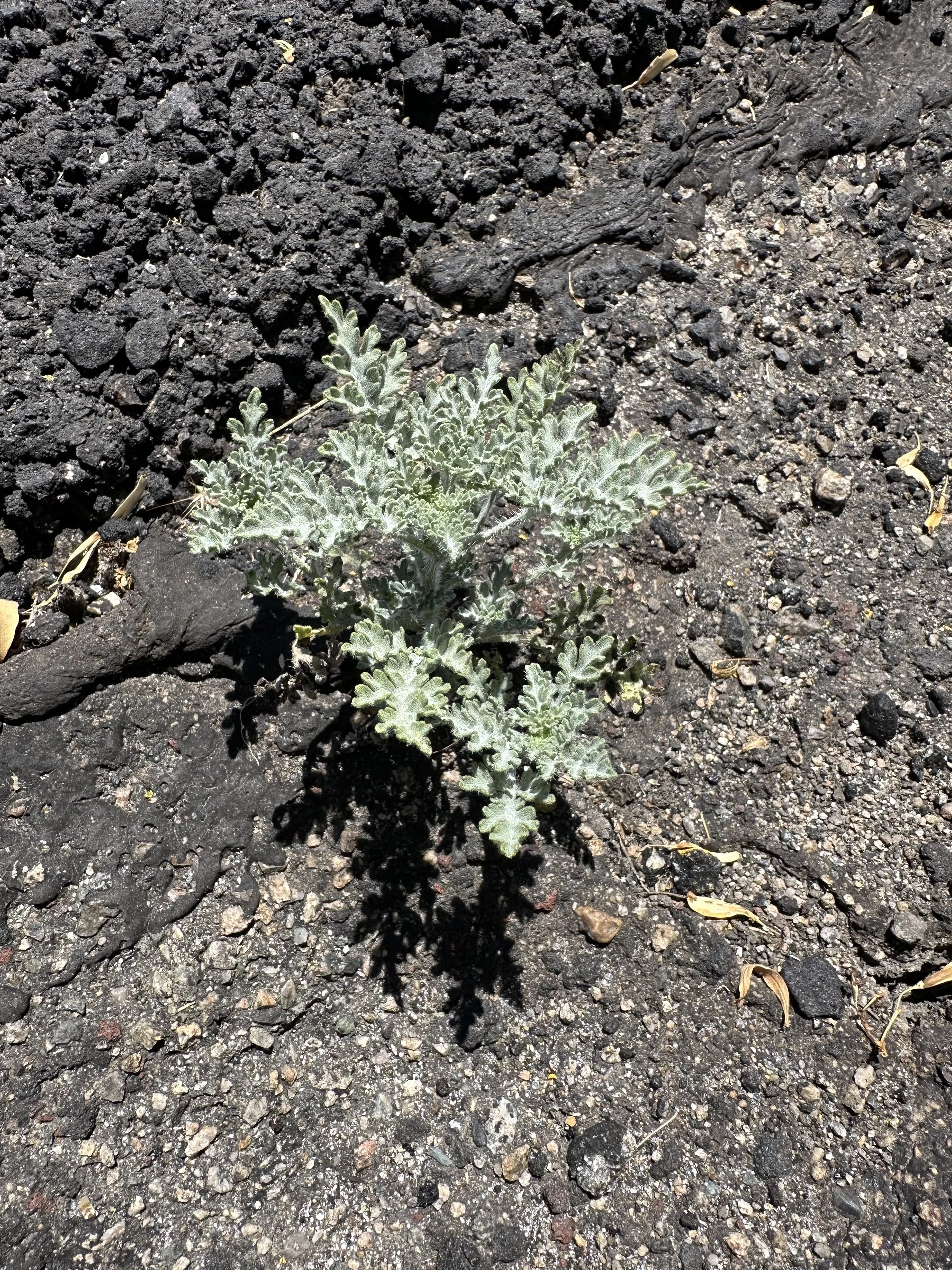 An Annual Bursage plant growing out of the asphalt.