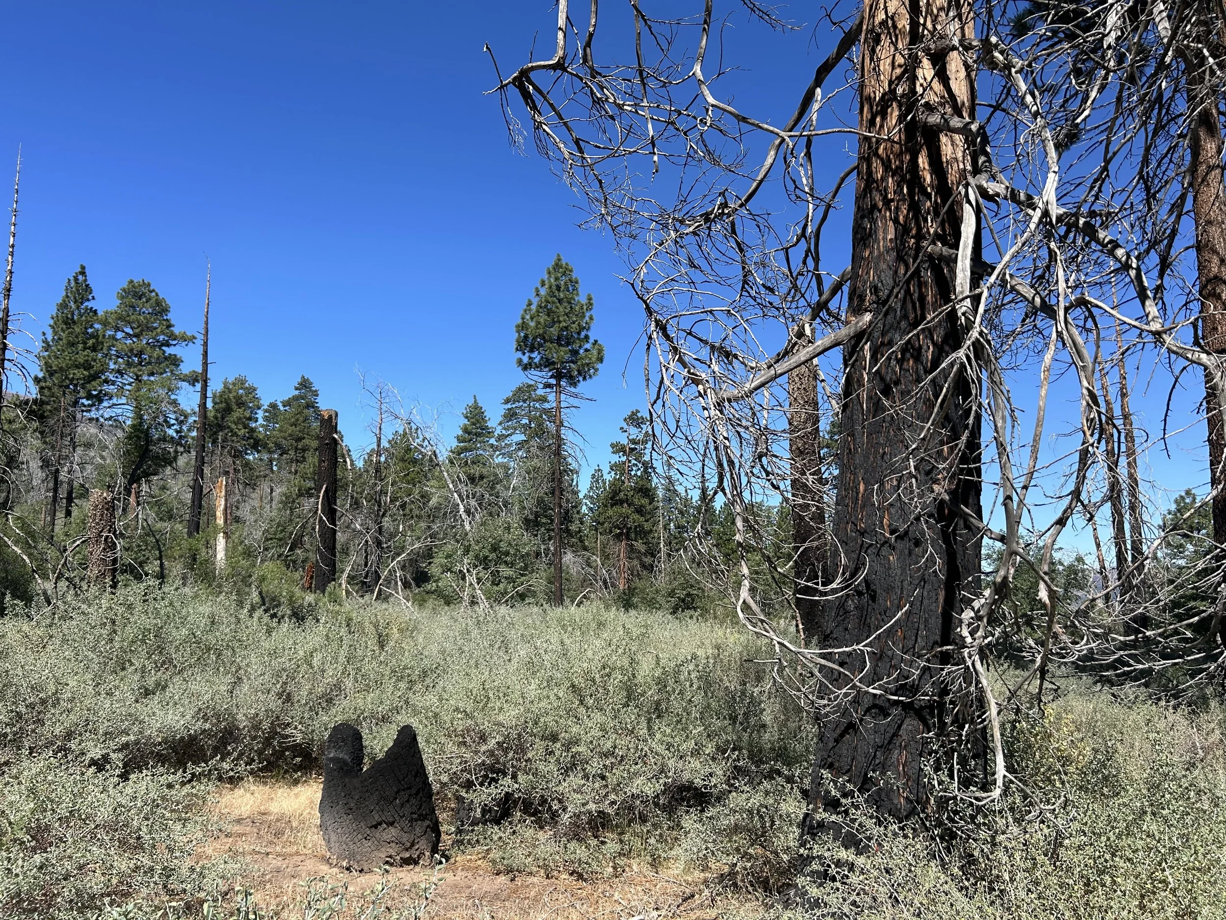 A rooted burnt stump that is cut off and burned  at the trunk in a forest of other large trees.