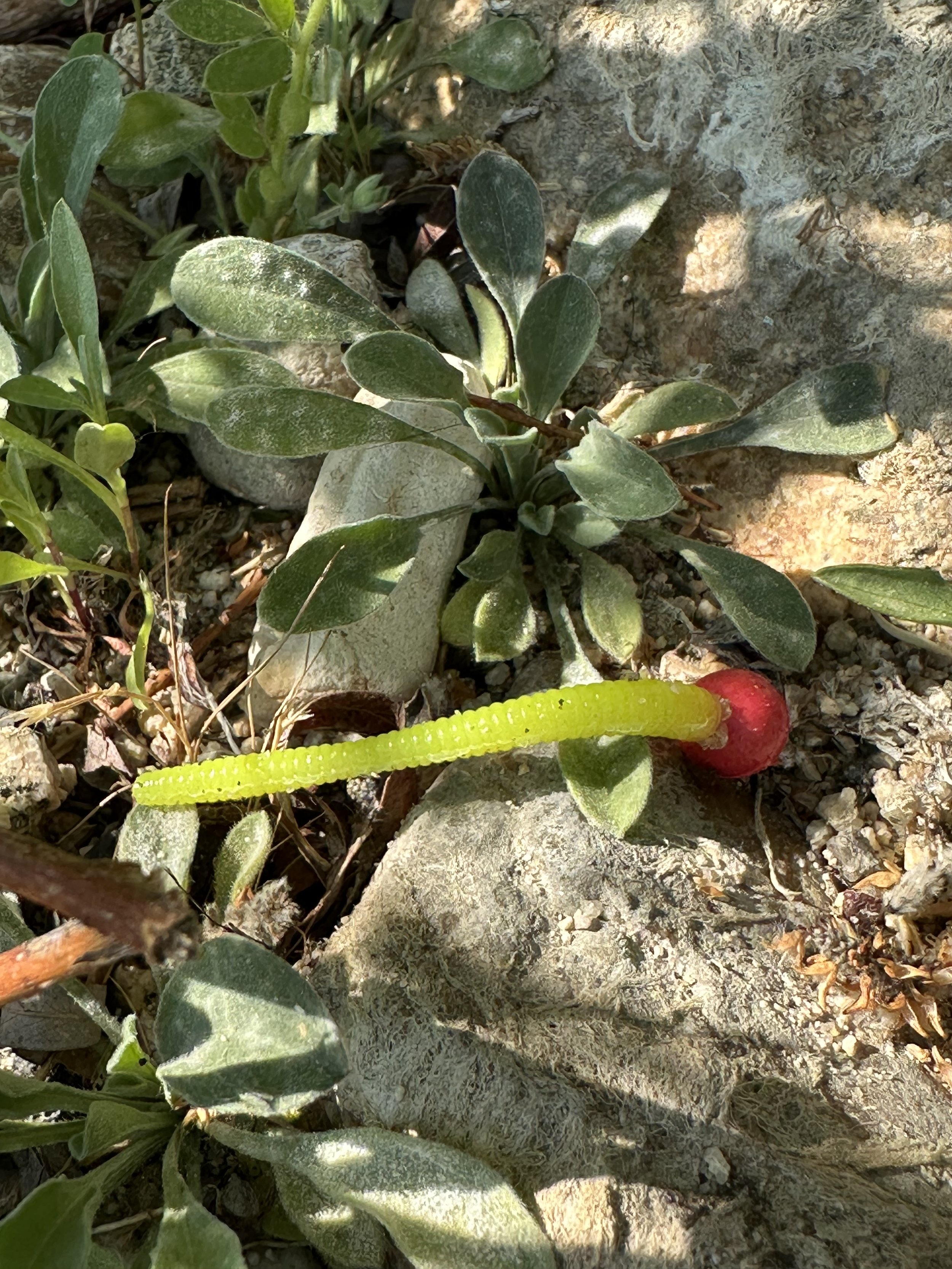 a red and yellow fishing lure in lake shore foliage.