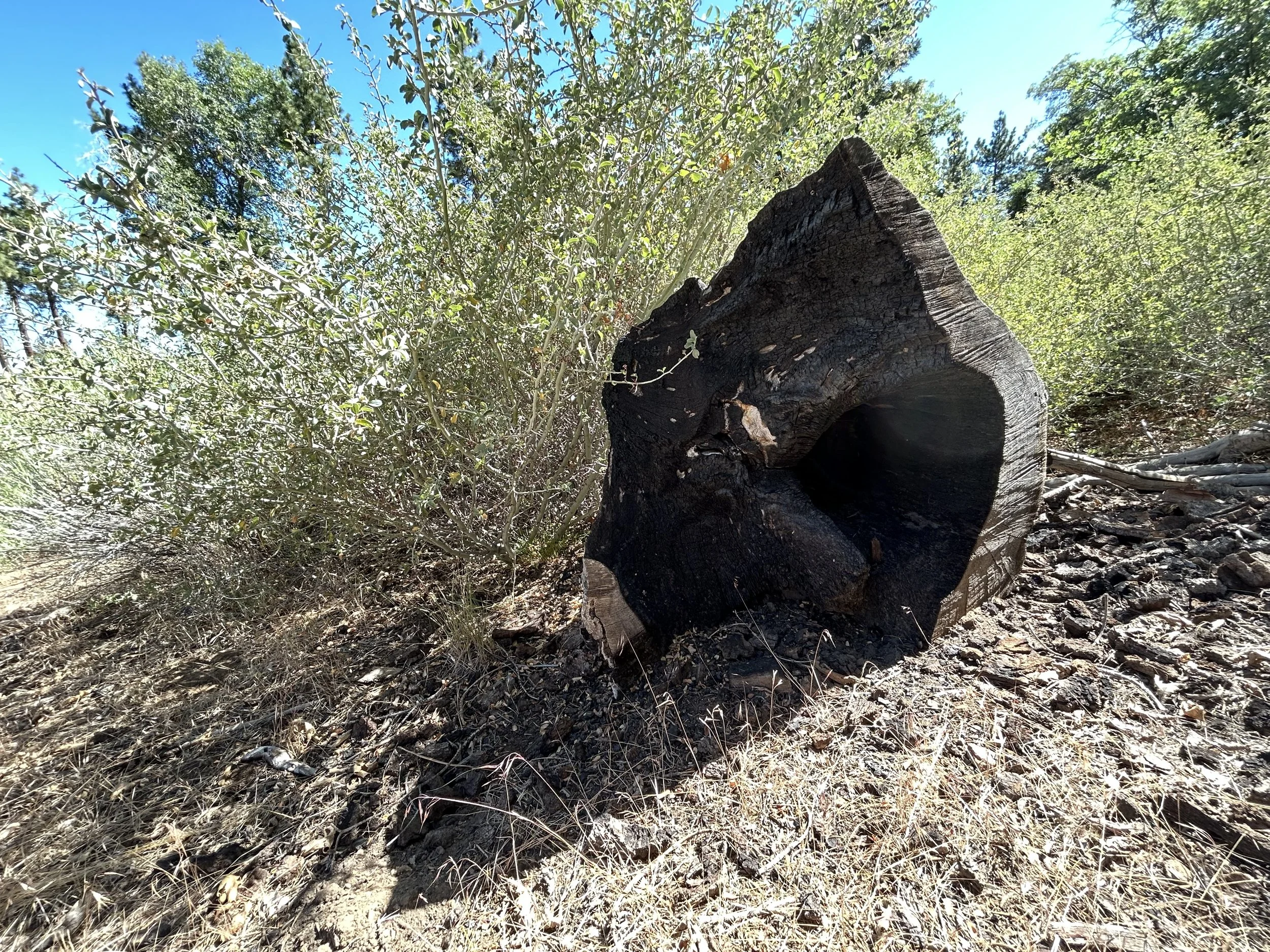 A truncated burnt stump in the forest.