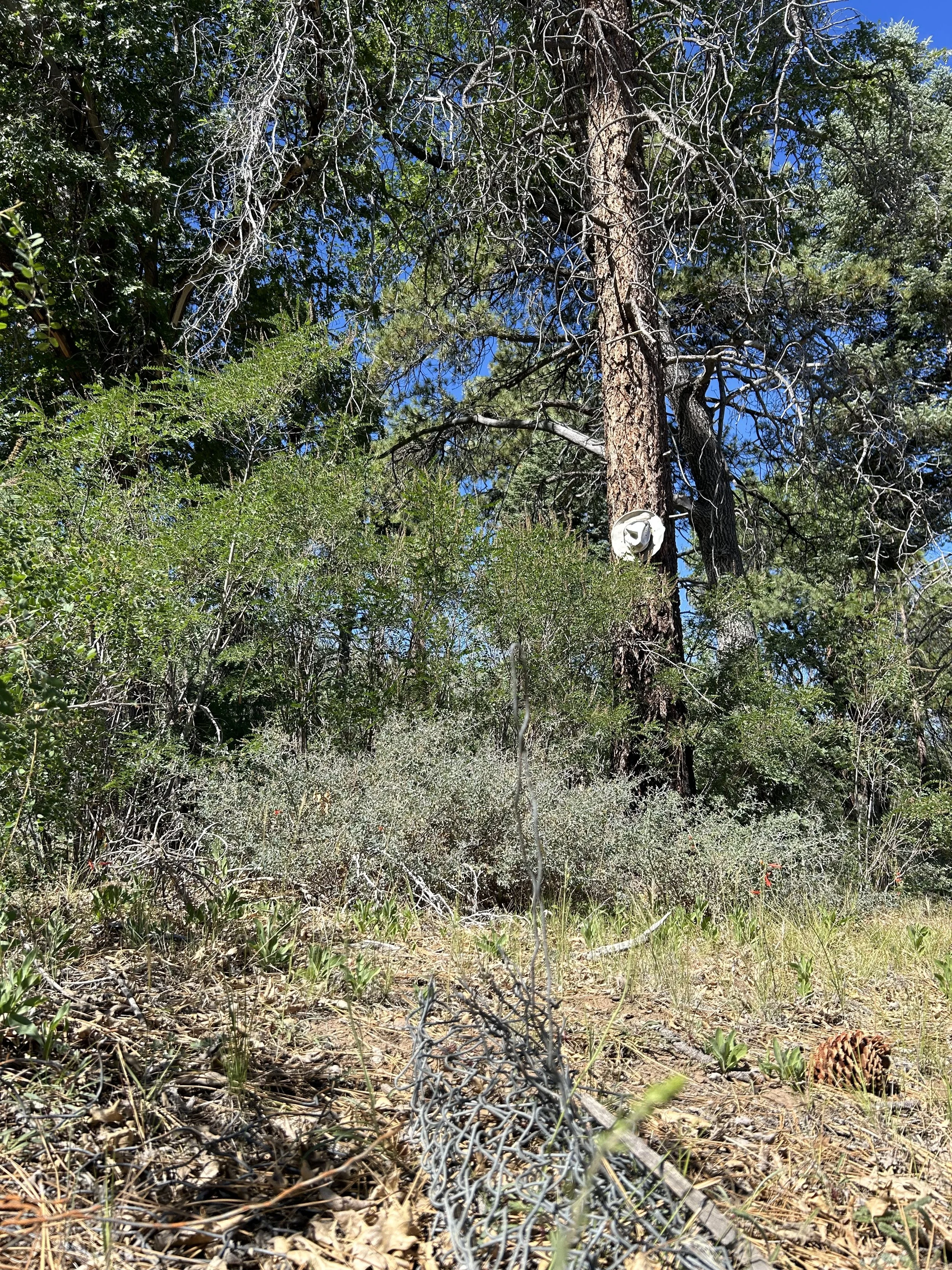 A hat and chainlink roll and pine cones in a lush green forest.