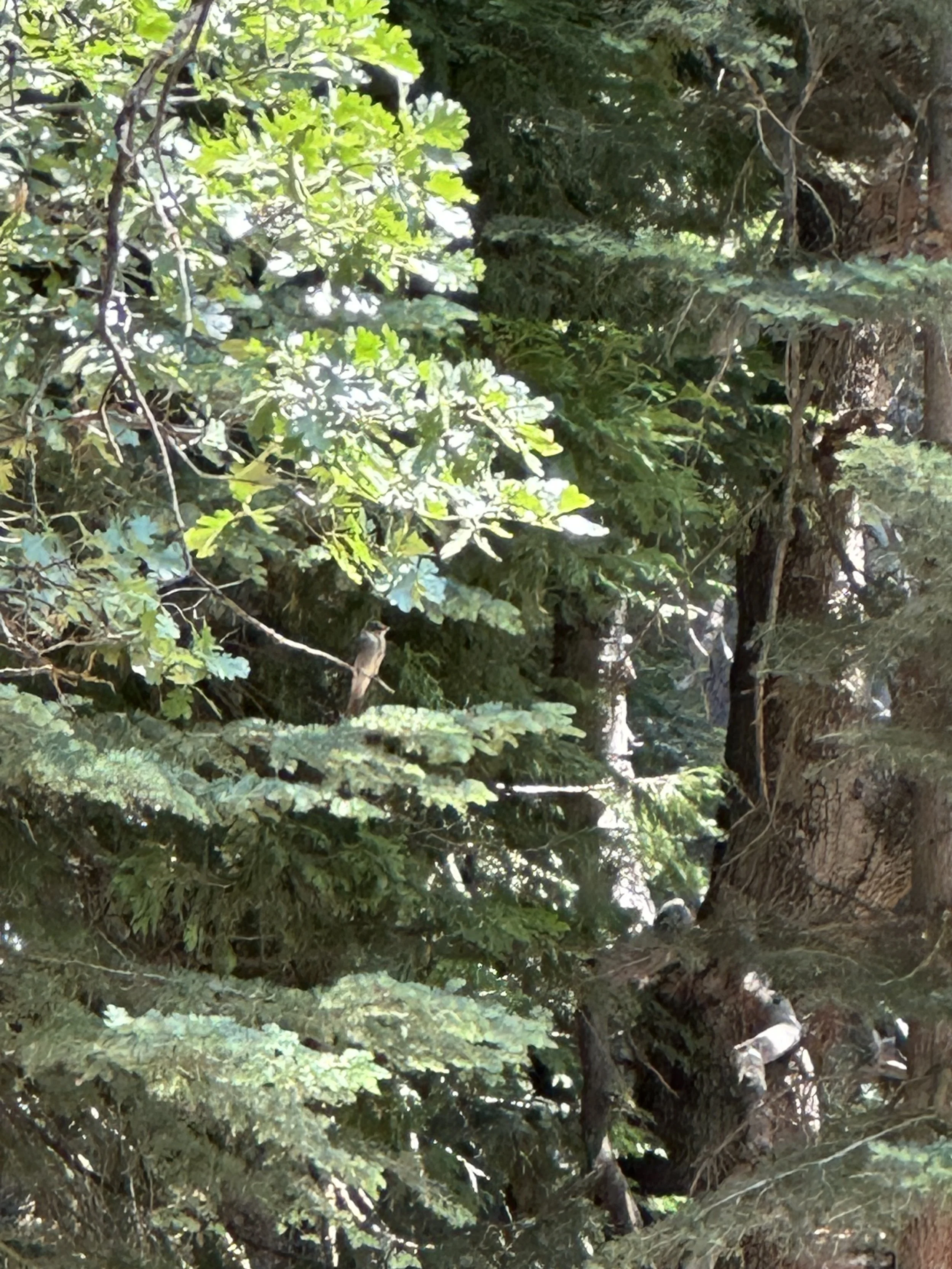 A Western Wood Pewee in fir and oak trees.