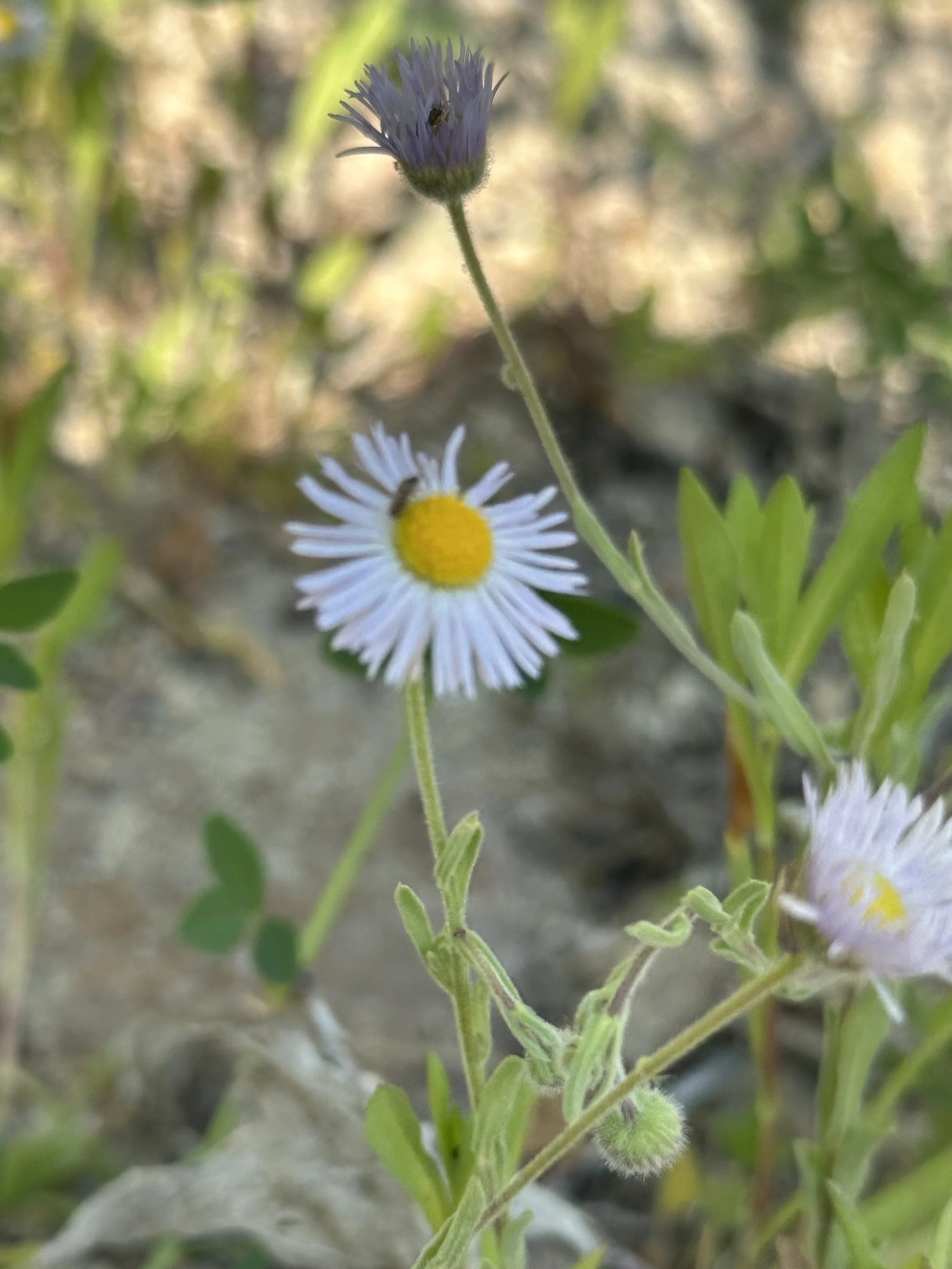 A small white flower with a yellow center pictured close up.