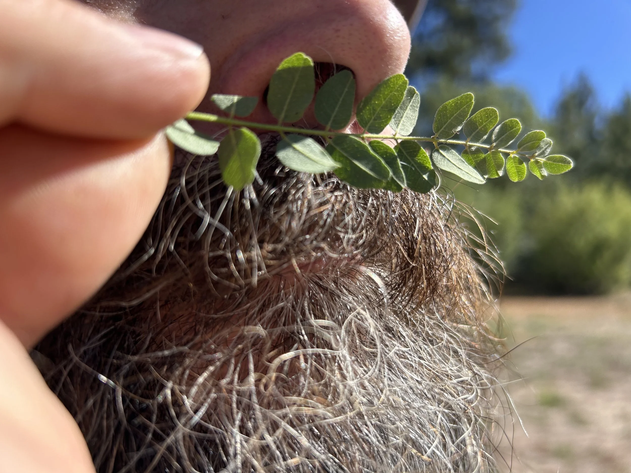 A close-up of a  mustache and bearded person sniffs in his nose a sprig of California False Indigo.