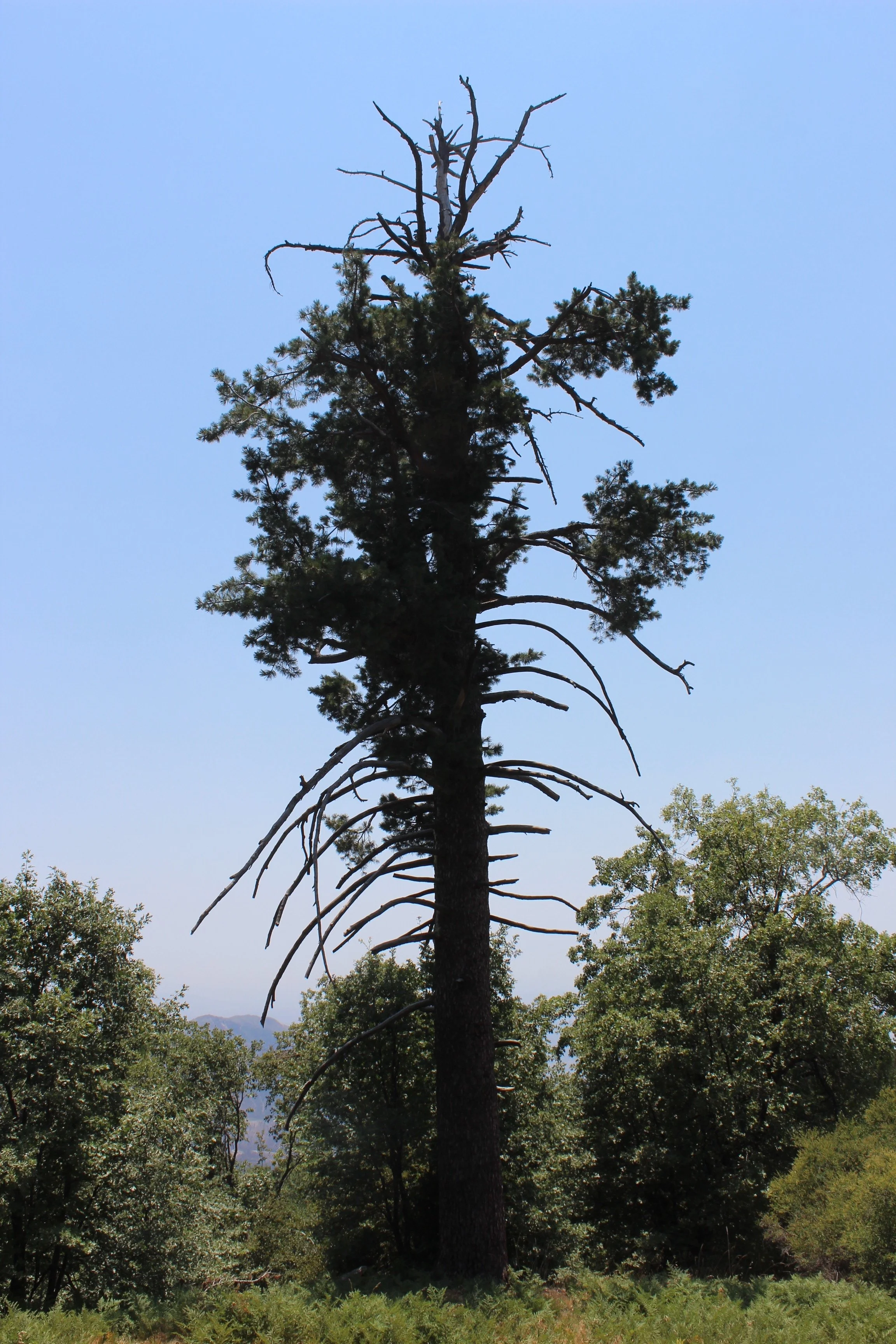 Tall Jeffrey Pine Tree surrounded by smaller bushy trees.