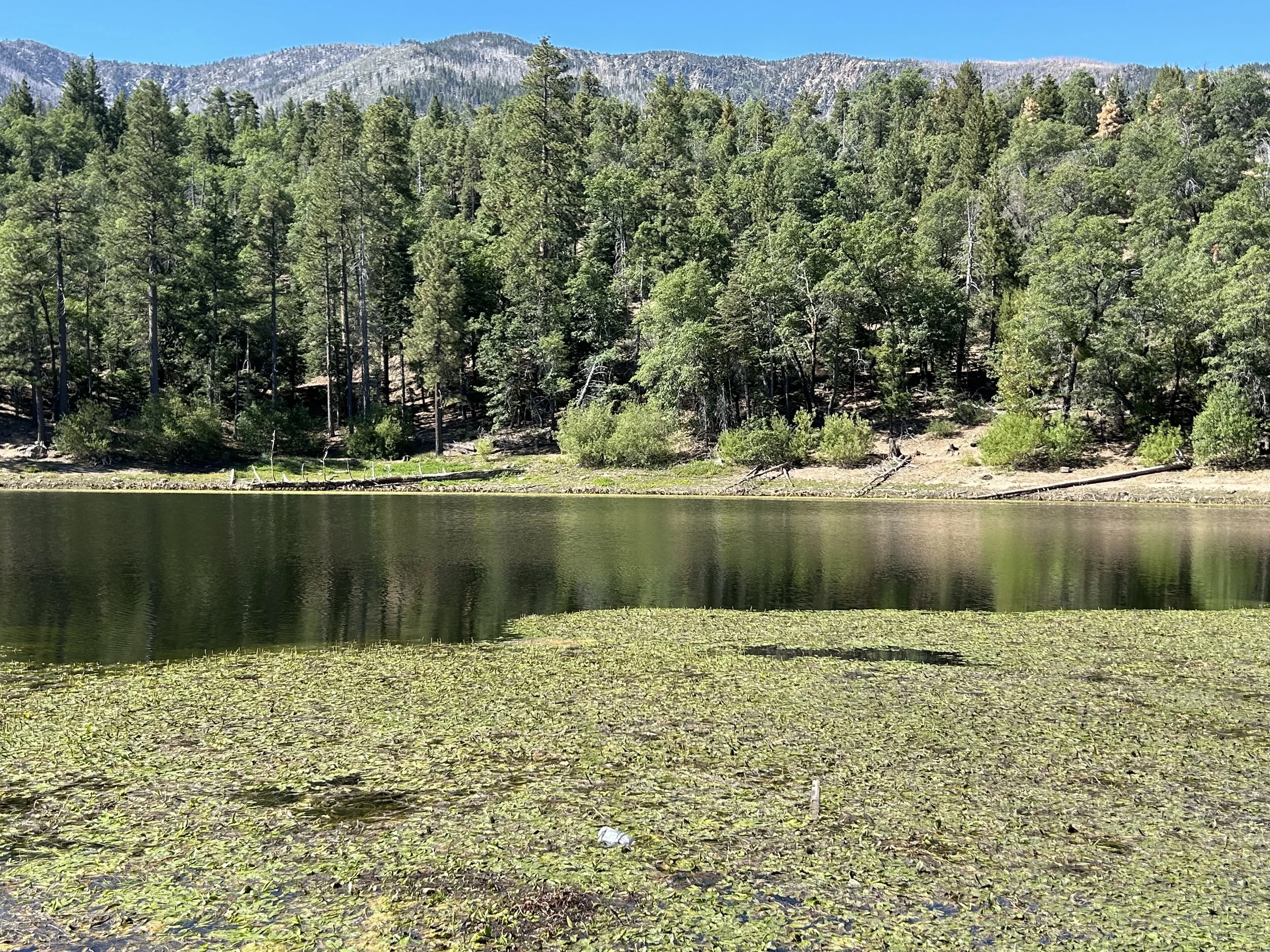 An image of a lake with trees, mountains and a bright blue sky behind.