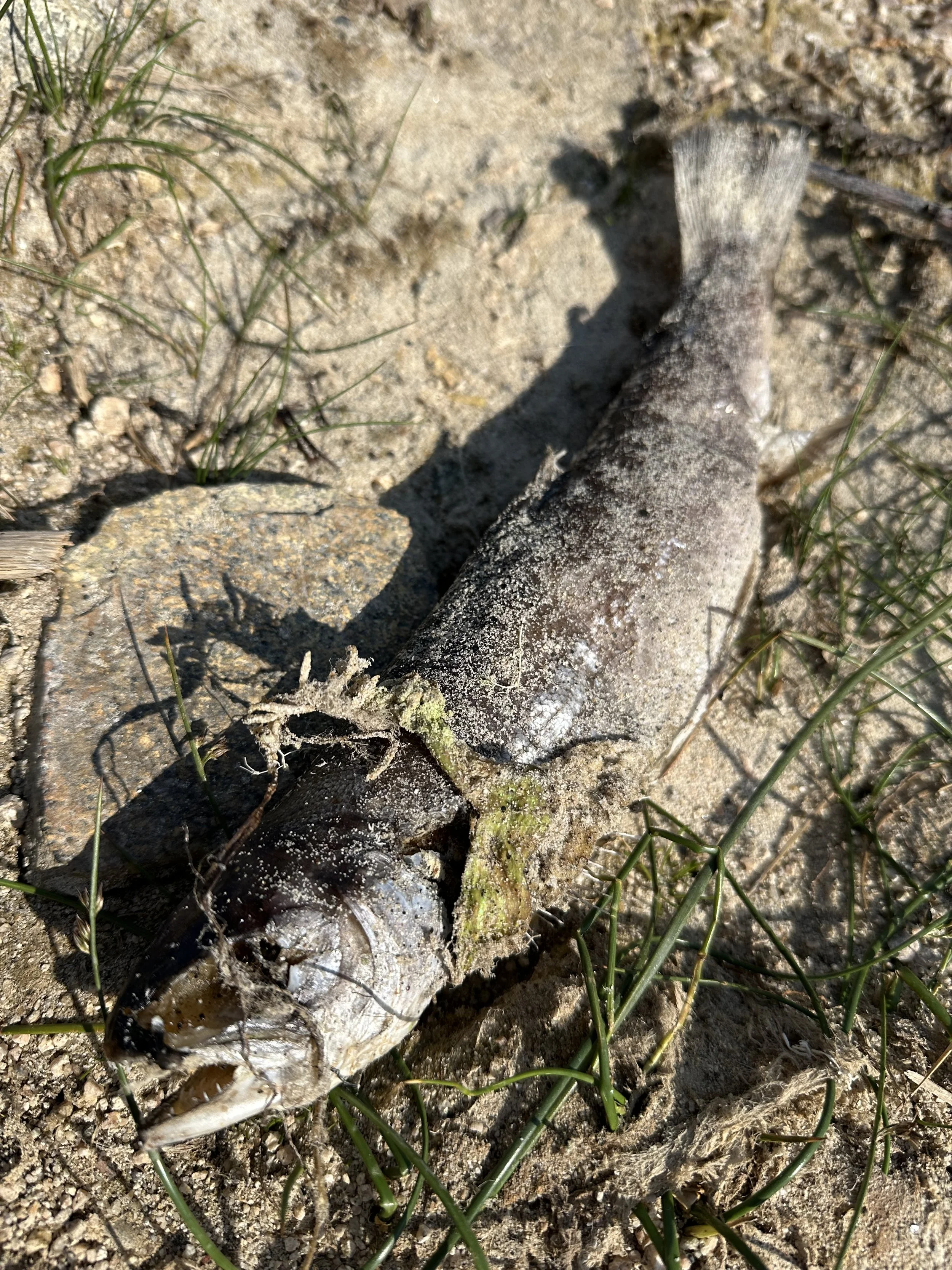 A washed up dead fish on the lake shore.