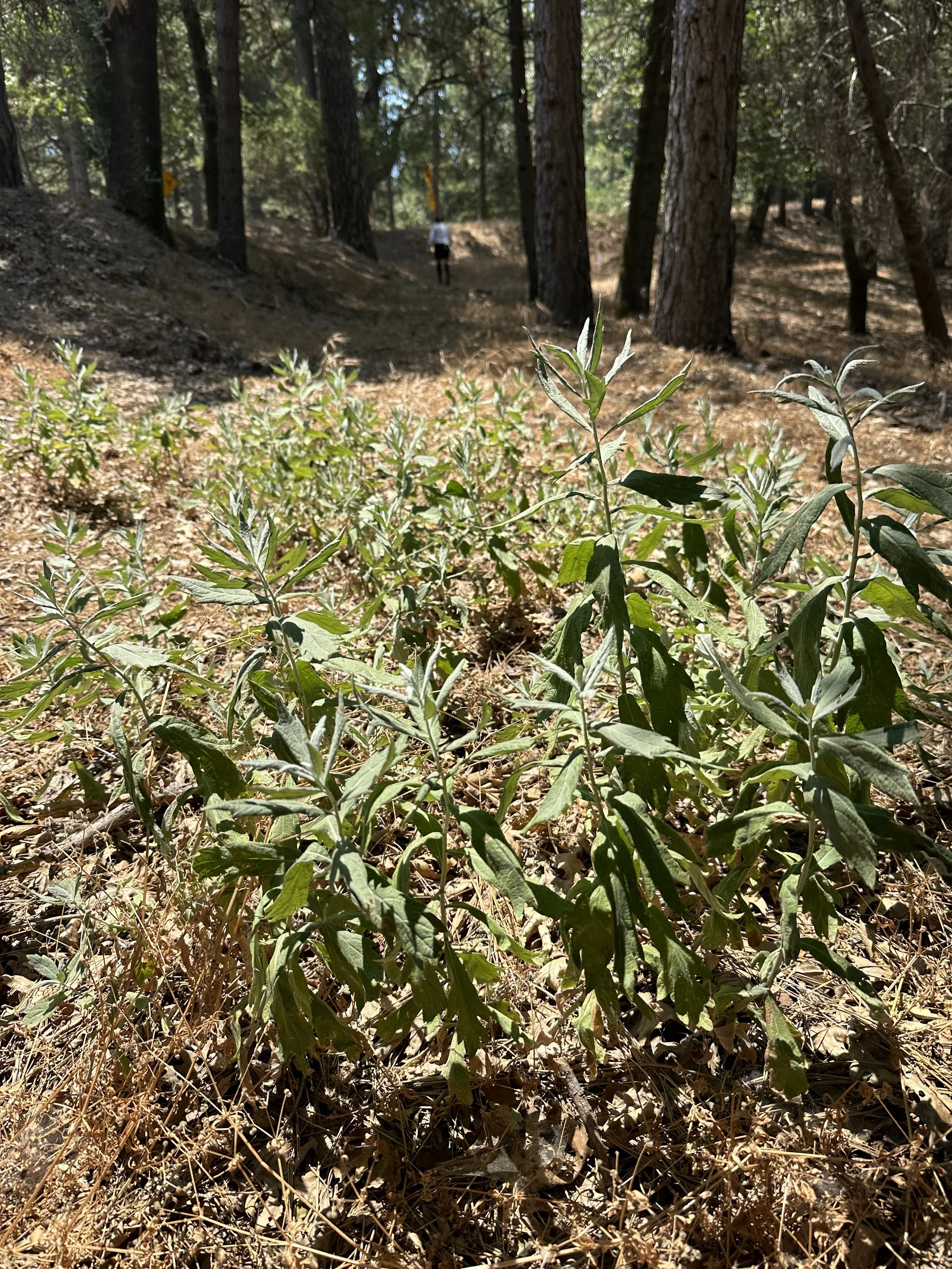 A leafy long stemmed green bush in a field.