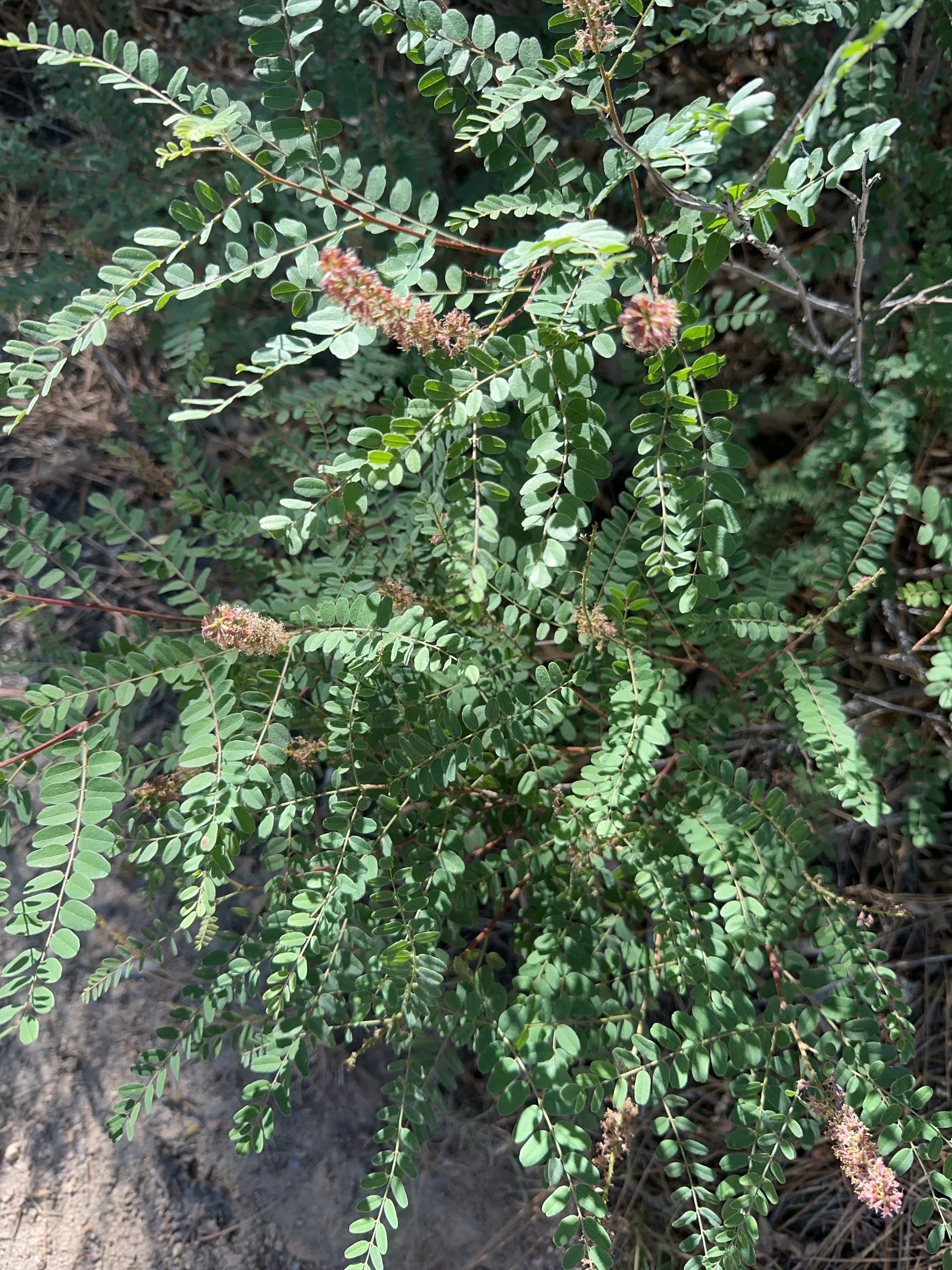 A close up of a California False Indigo bush.