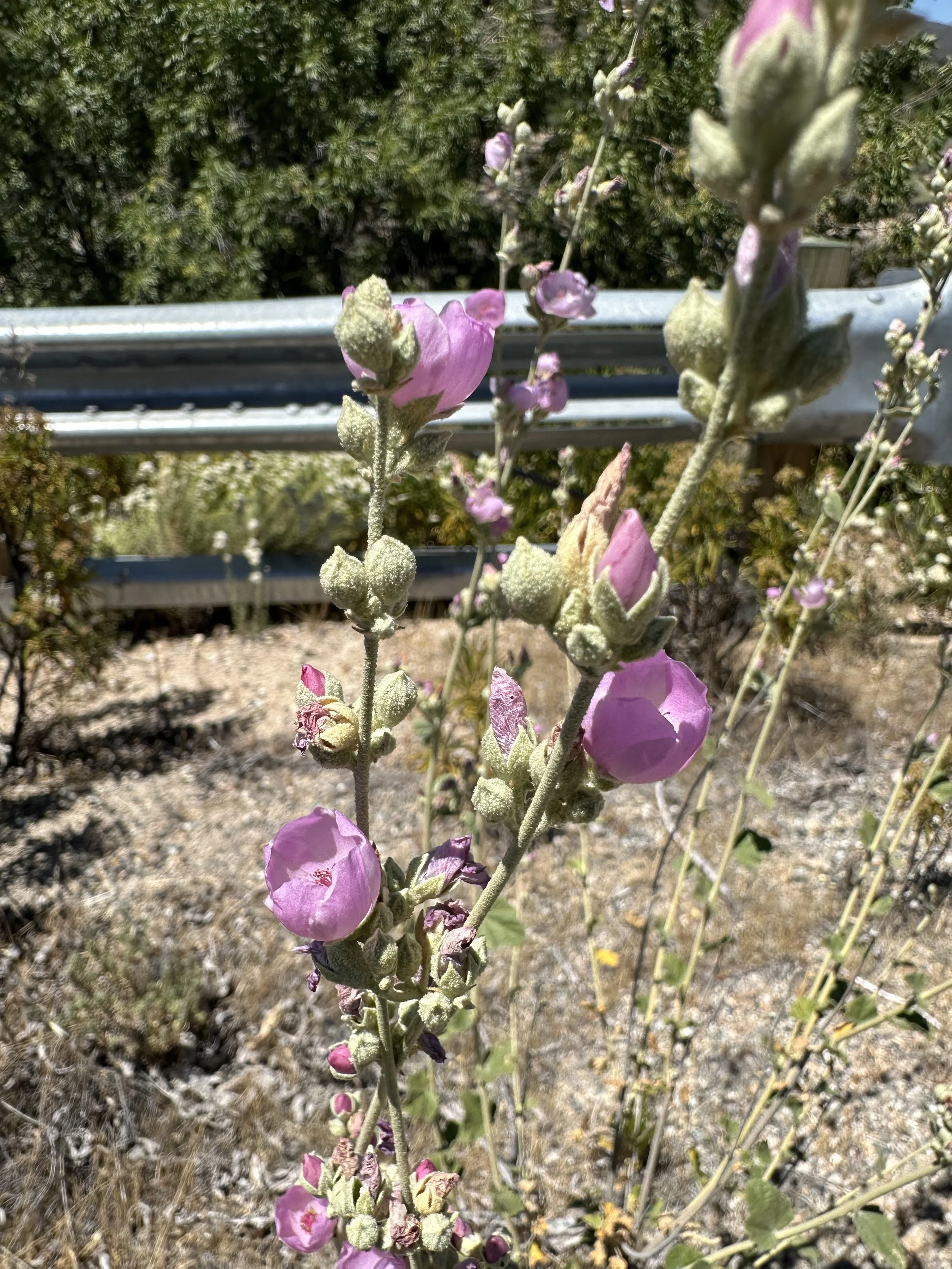 Pink long stemmed flowers are shown blooming.