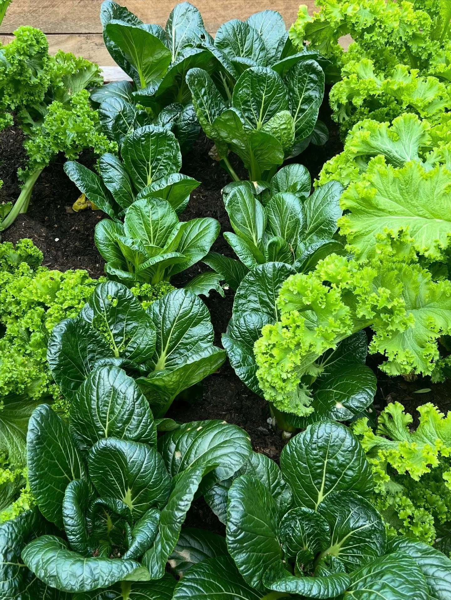 #organicveggies #fromgardentoplate #homevegetablegarden