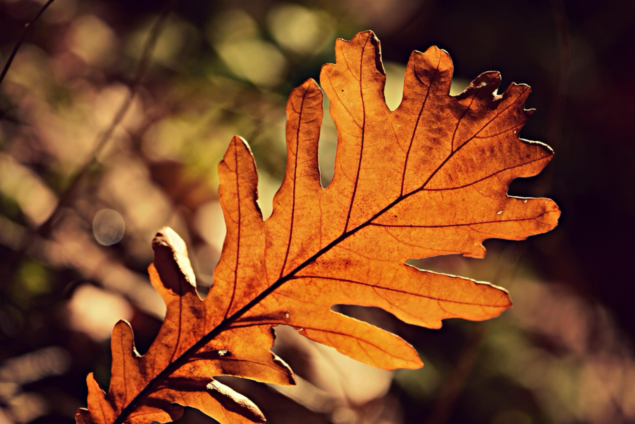 IMG_5018.PNG