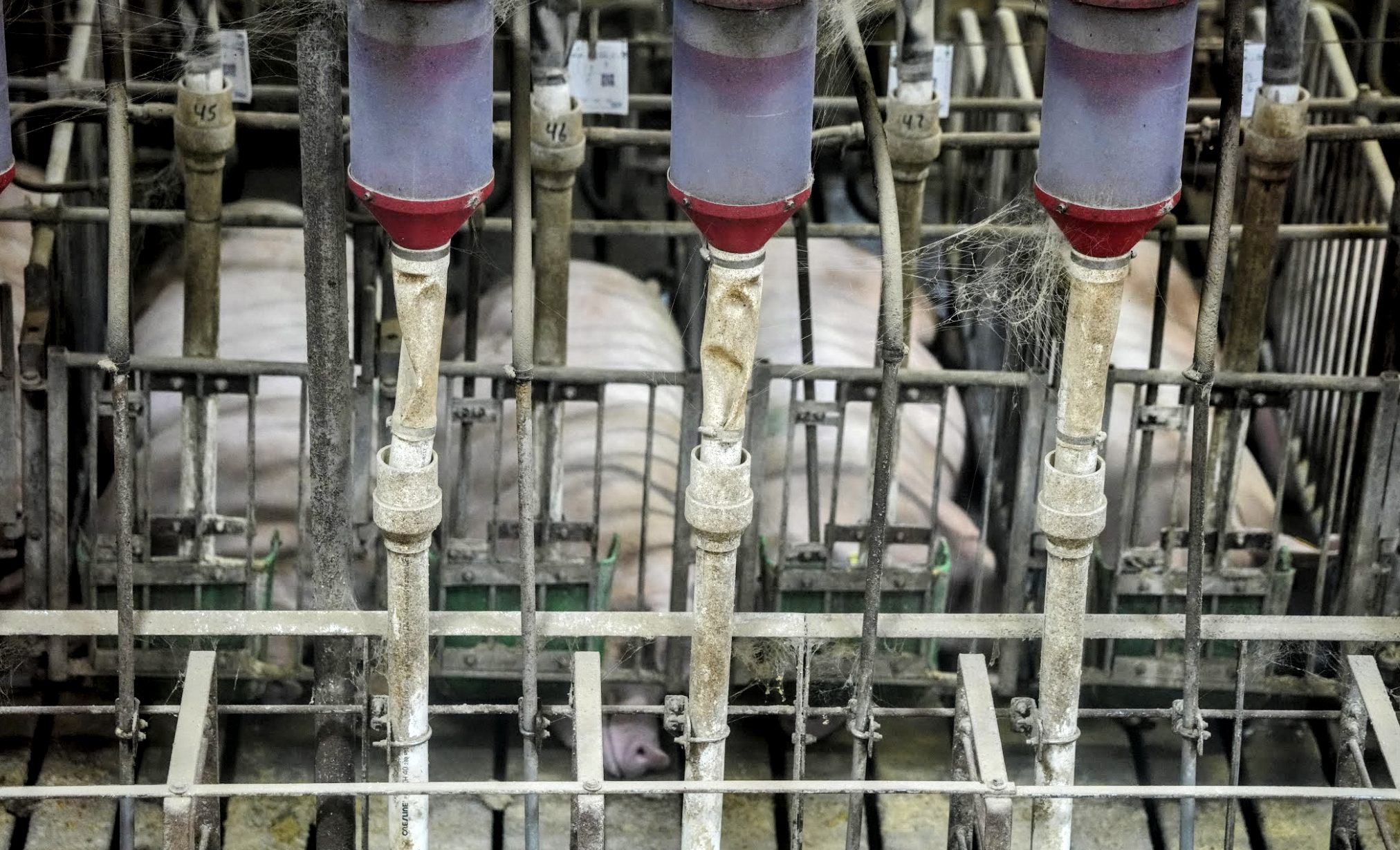 I Urge You to Oppose Section 12007 of the Farm Bill