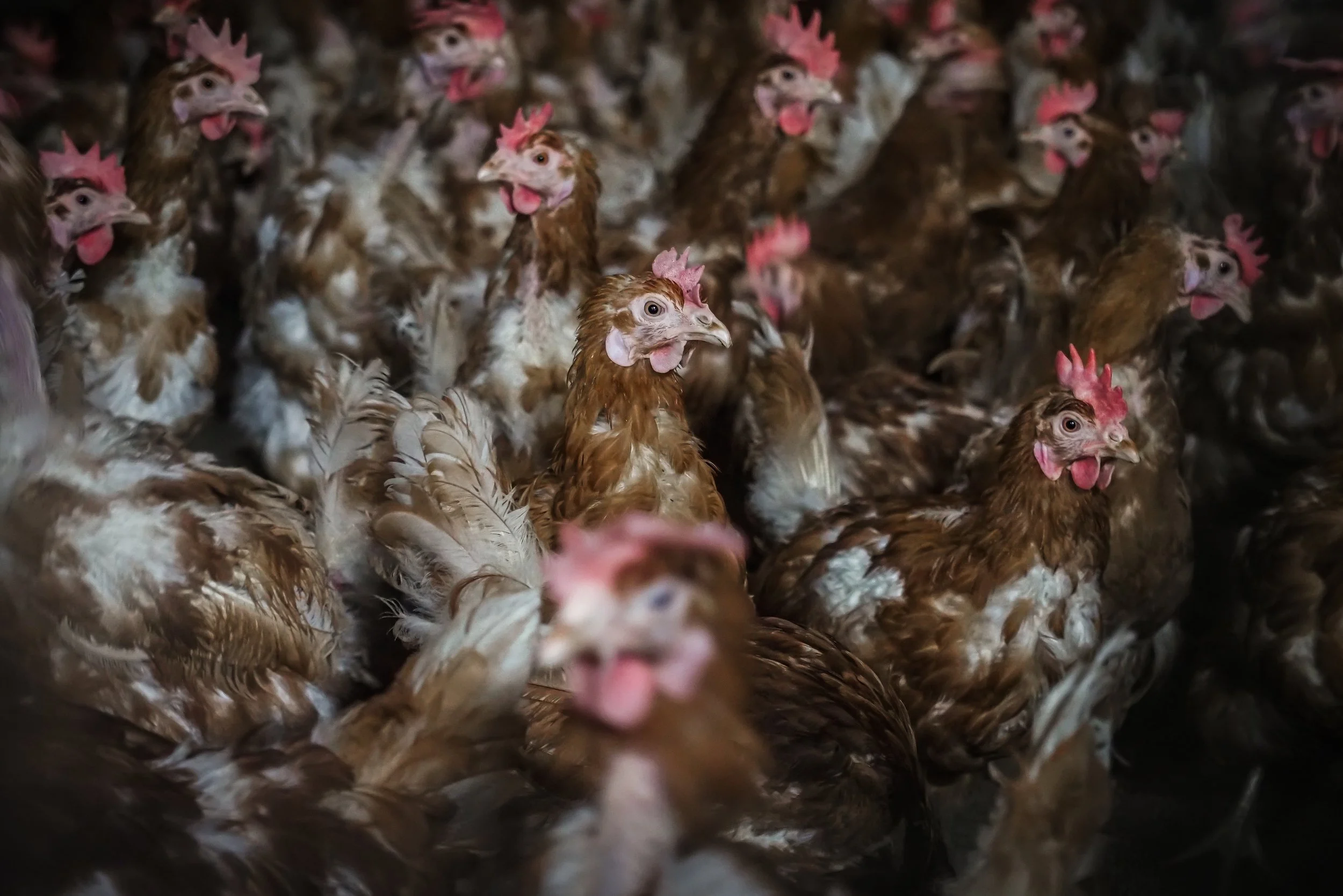 Veterinarians For An Egg Free Future