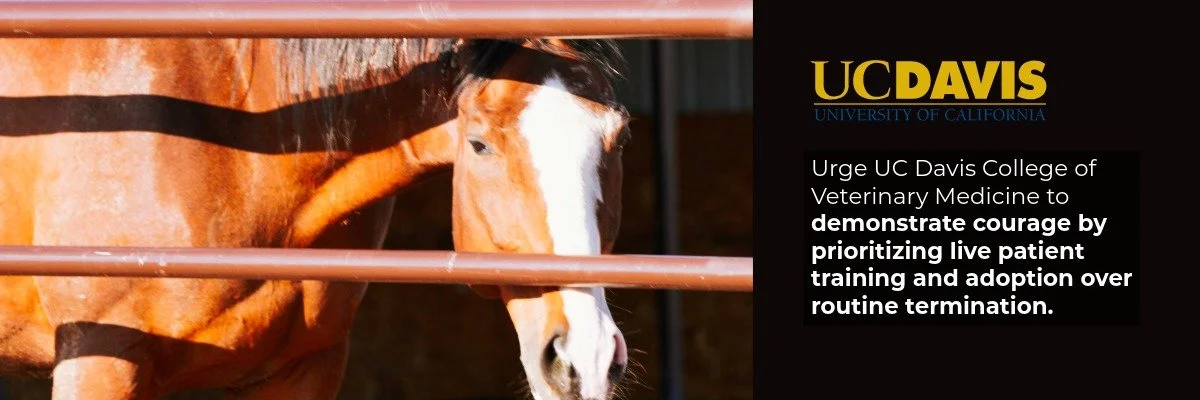 Urge University of California, Davis to prioritize teaching practices to align with those recommended by the AAVMC