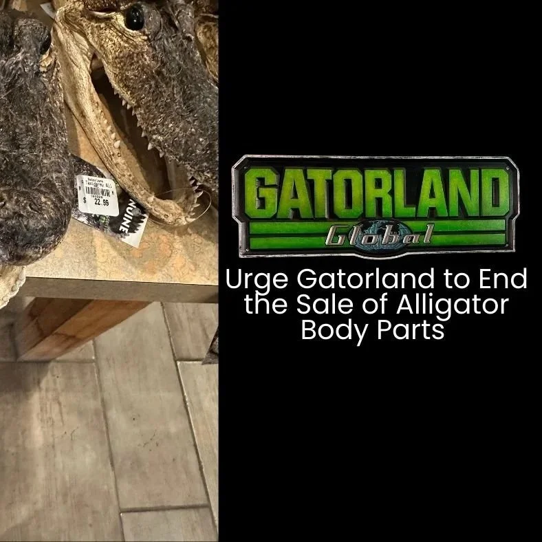 Request to Remove Alligator Products From Gatorland Retail and Food Sale