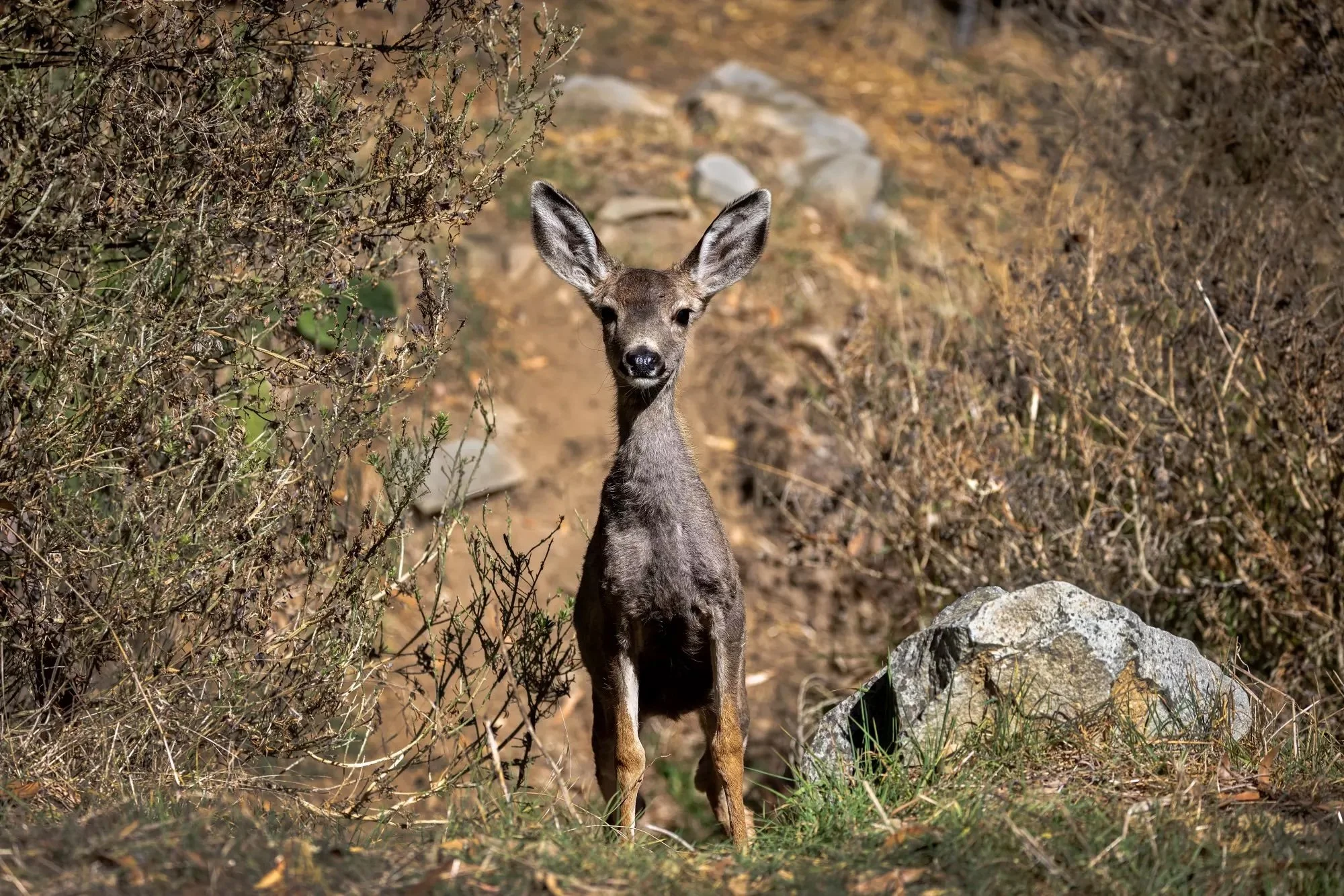 Request to Suspend Catalina Island Deer Eradication and Evaluate Science-Based Non-Lethal Alternatives