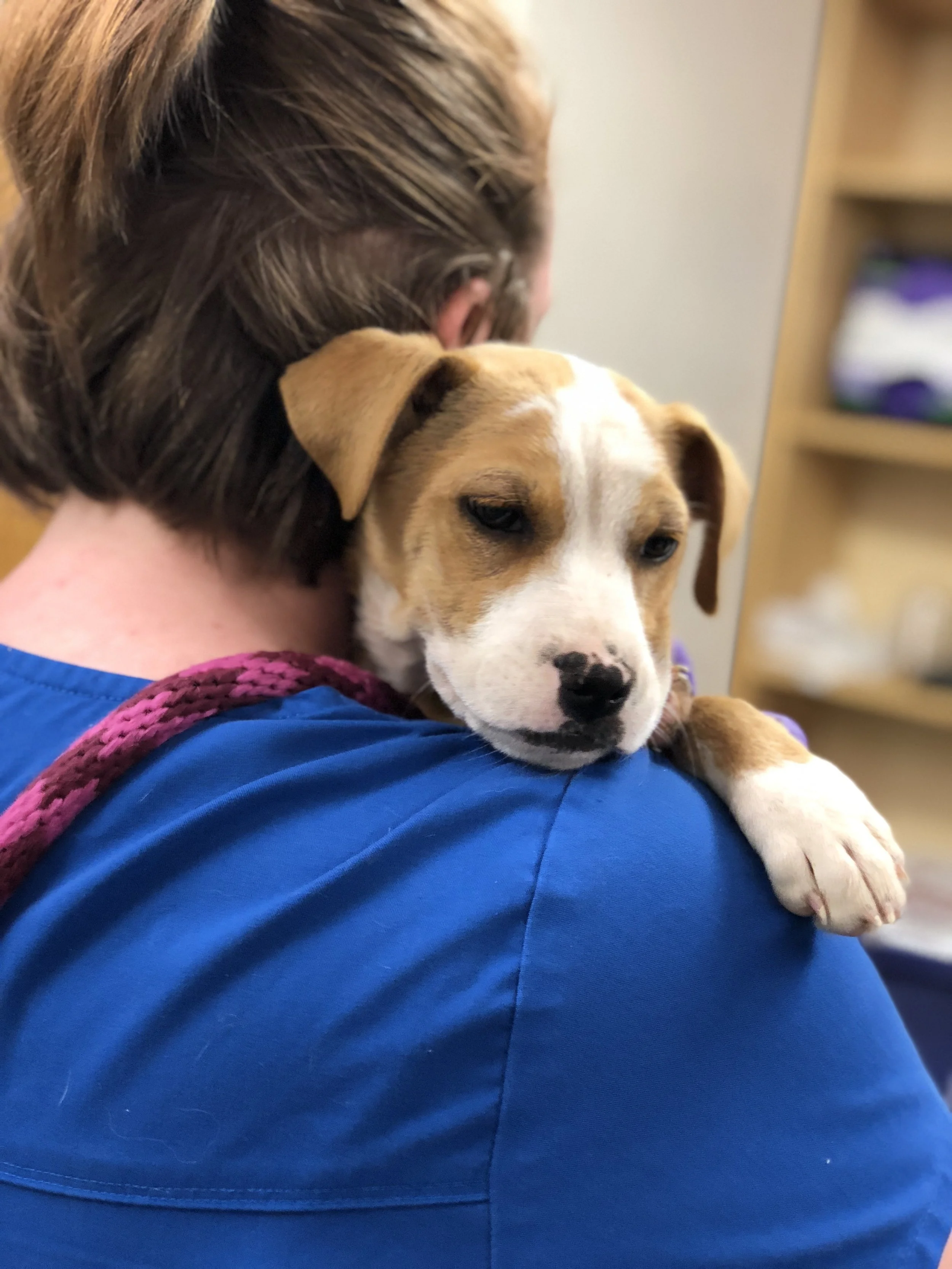 Submit your comments on the USDA Dog Welfare Regulations By April 20, 2026